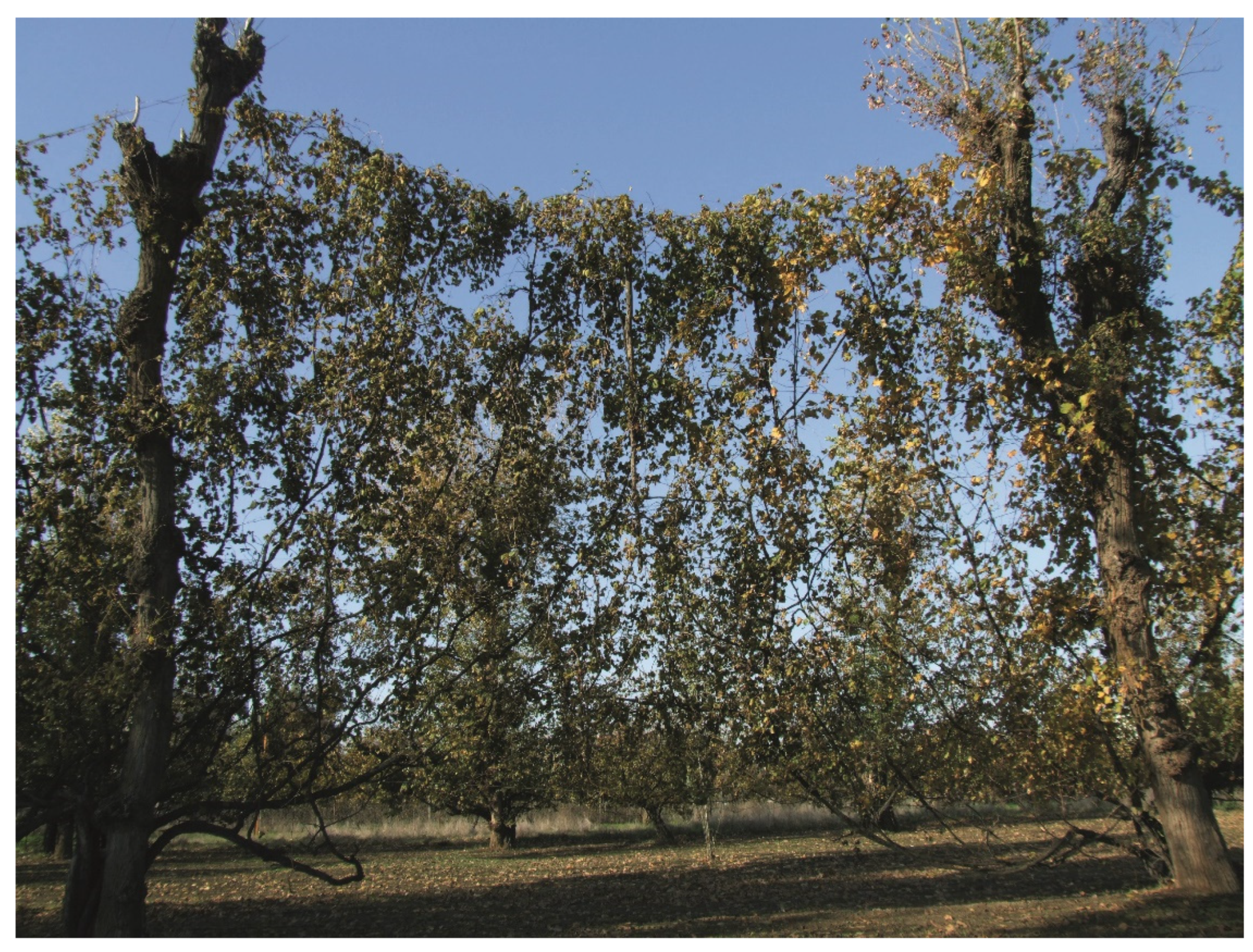 Sustainability 13 08879 g004 550