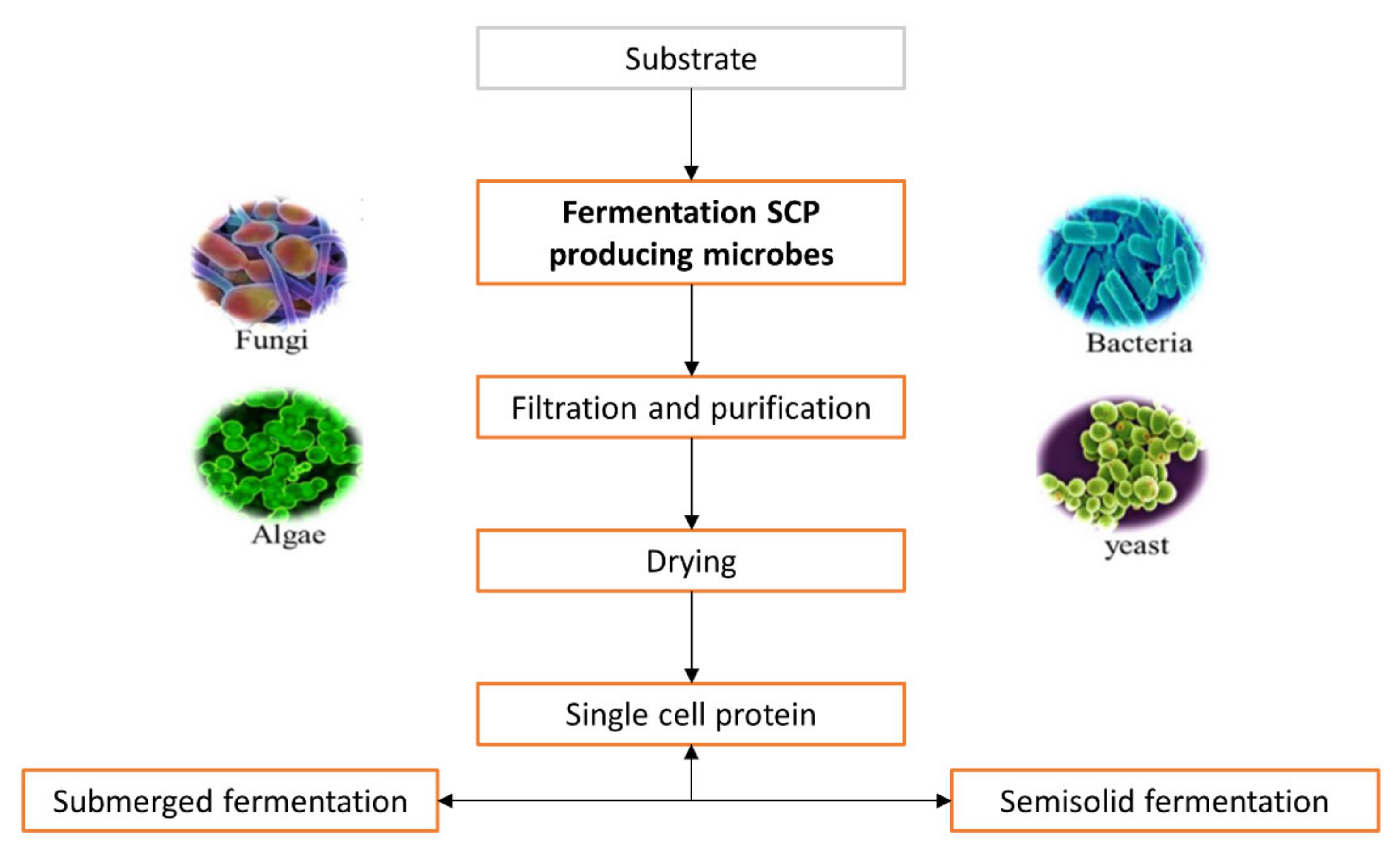 Sustainability | Free Full-Text | Single Cell Protein: A Potential  Substitute in Human and Animal Nutrition