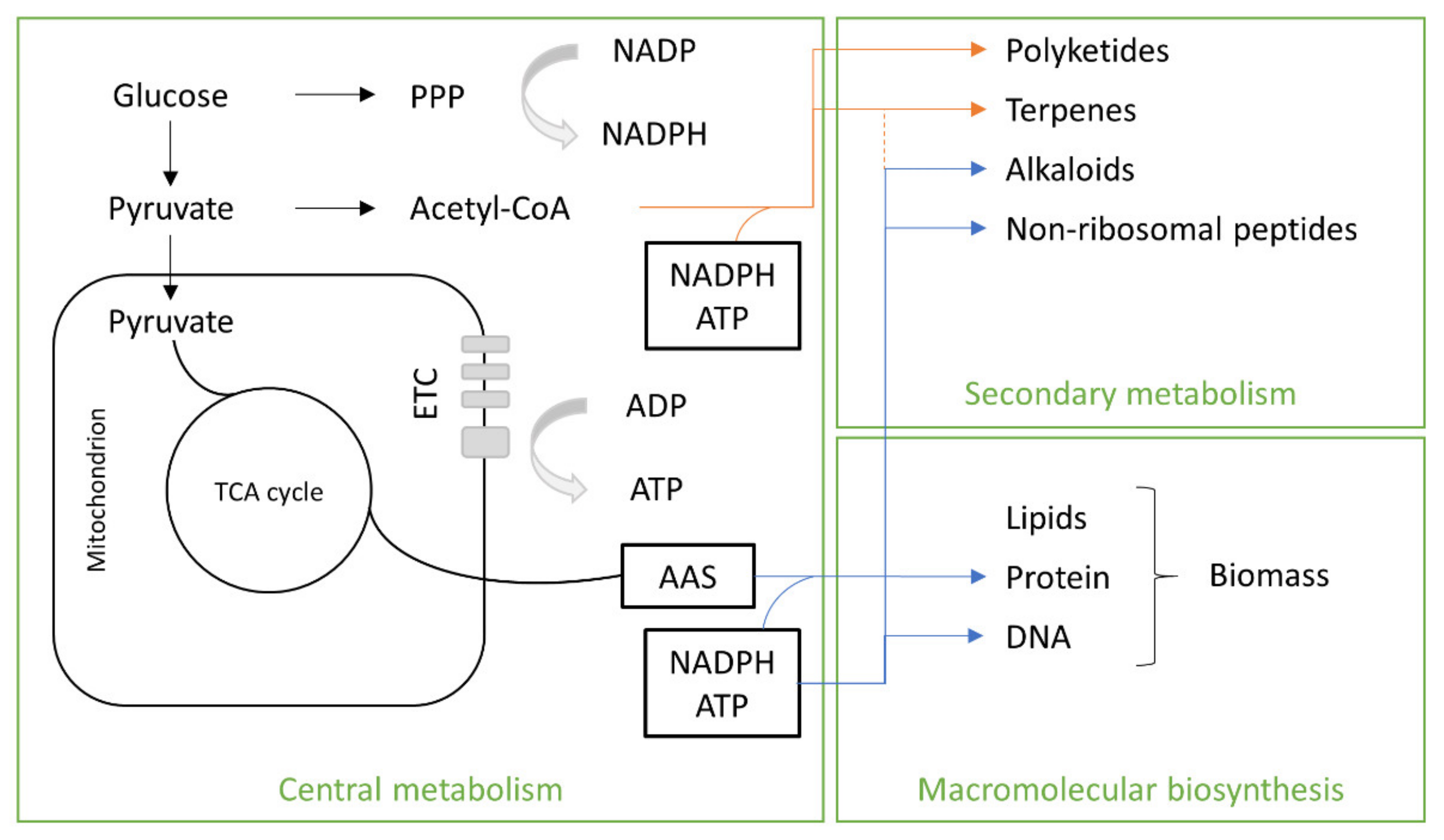 Gas to protein: Microbial single cell protein is an alternative to fishmeal  in aquaculture - ScienceDirect