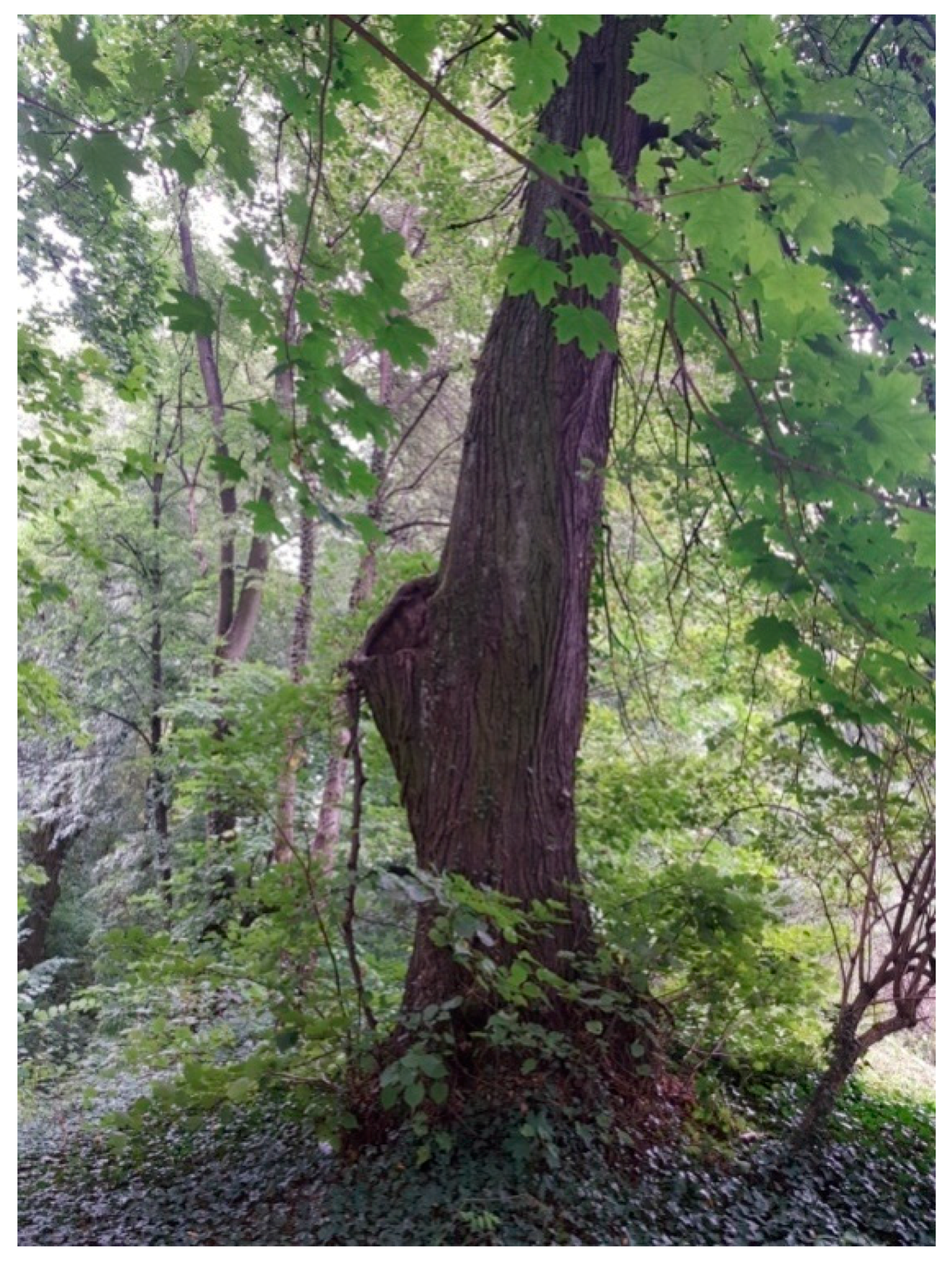 Sustainability 13 09451 g010