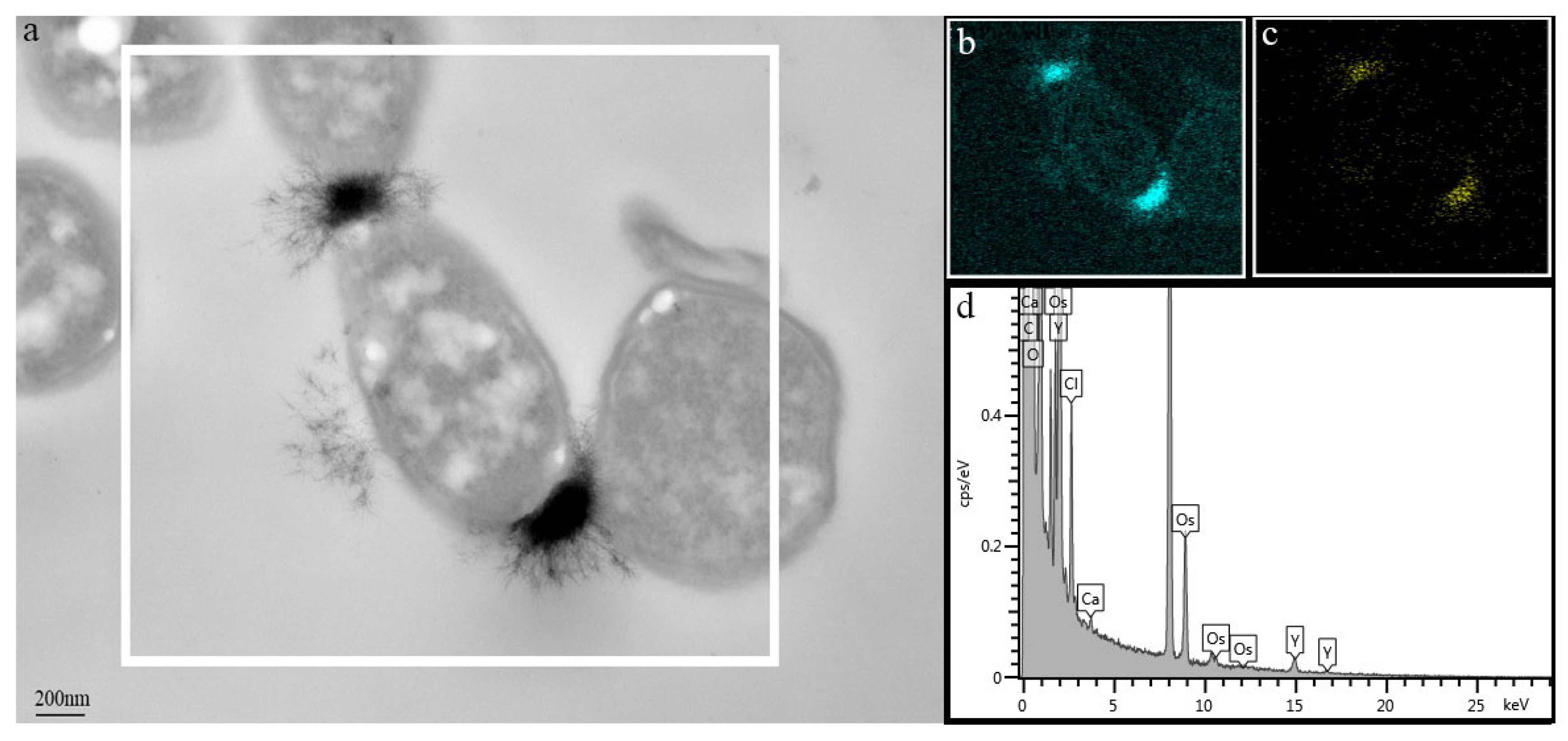 Sustainability 13 09460 g003