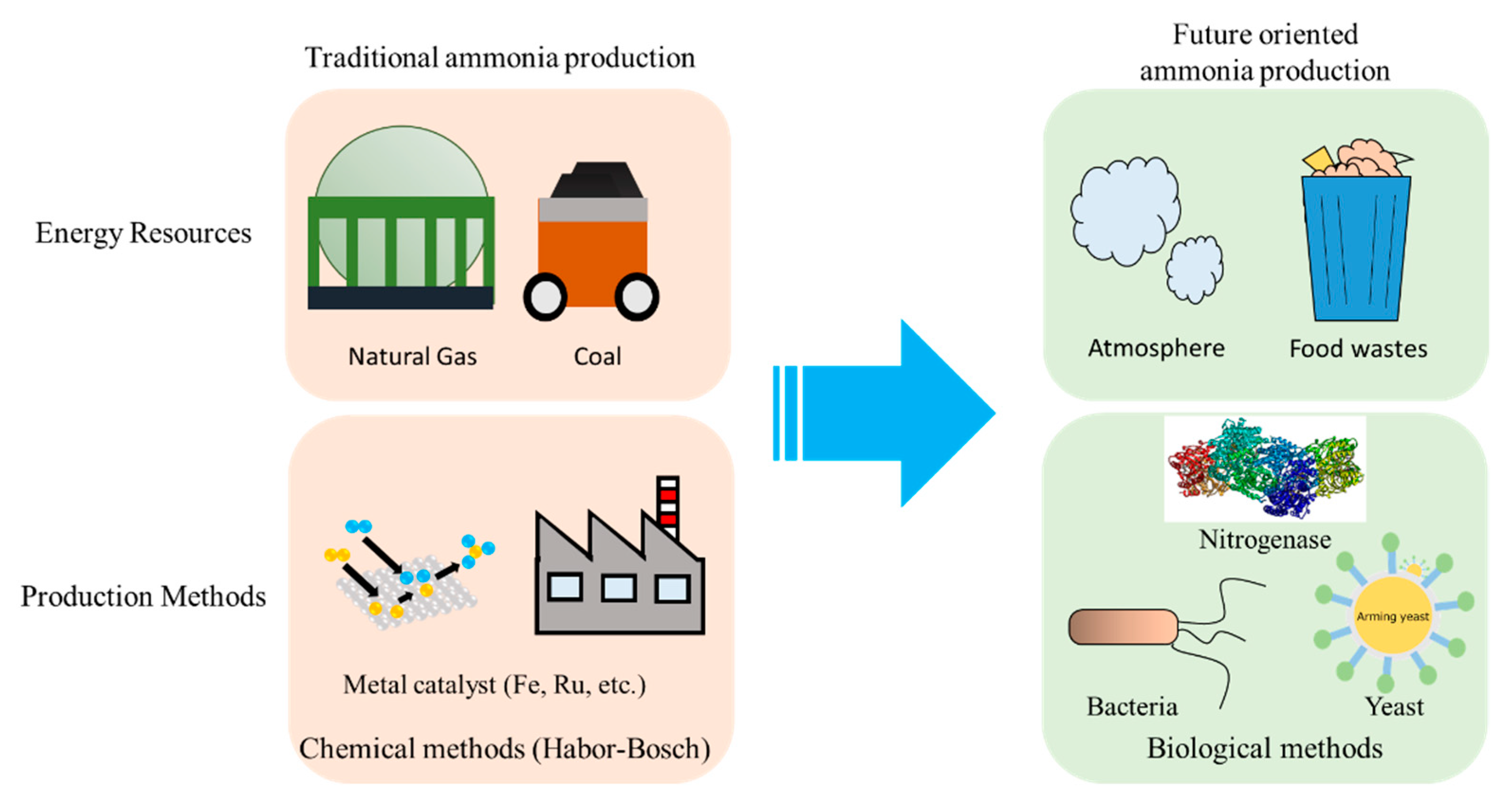 Sustainability | Free Full-Text | Sustainable Biological Ammonia 