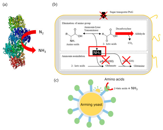 Sustainable Biological Ammonia Production towards a Carbon
