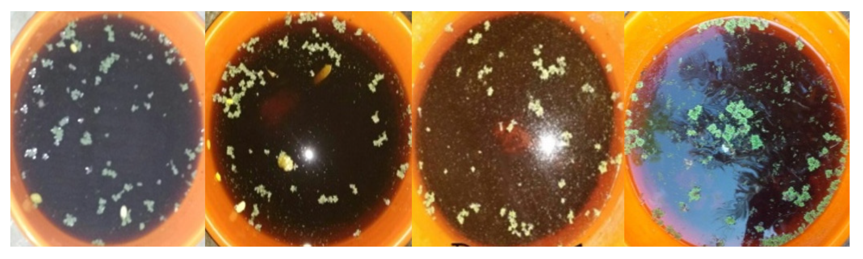 Sustainability 13 09588 g001