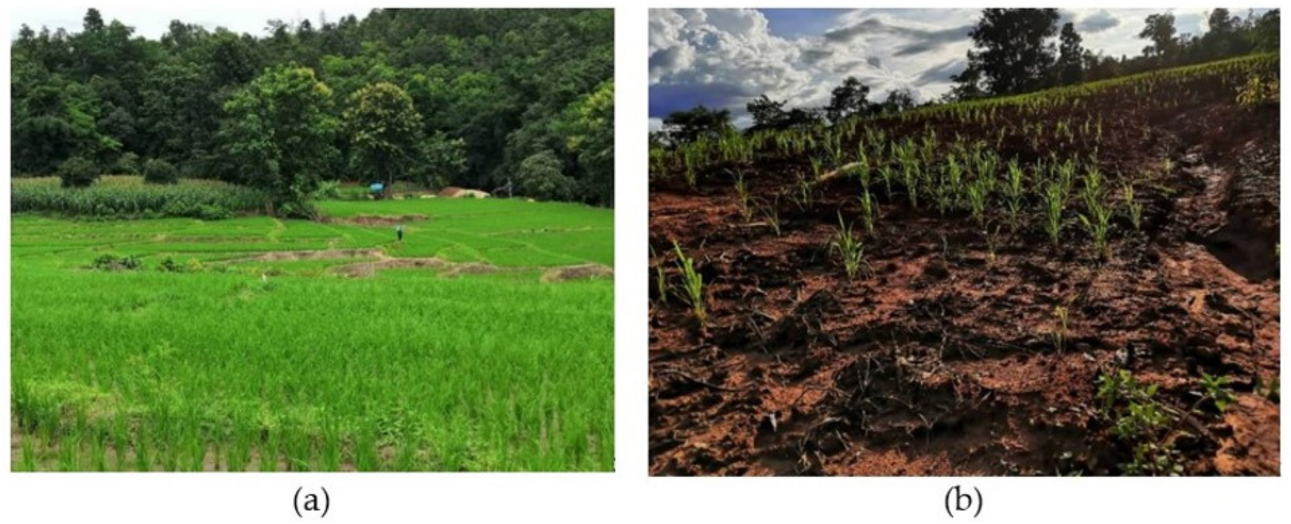 Sustainability | Free Full-Text | Food Sovereignty and Food Security:  Livelihood Strategies Pursued by Farmers during the Maize Monoculture Boom  in Northern Thailand