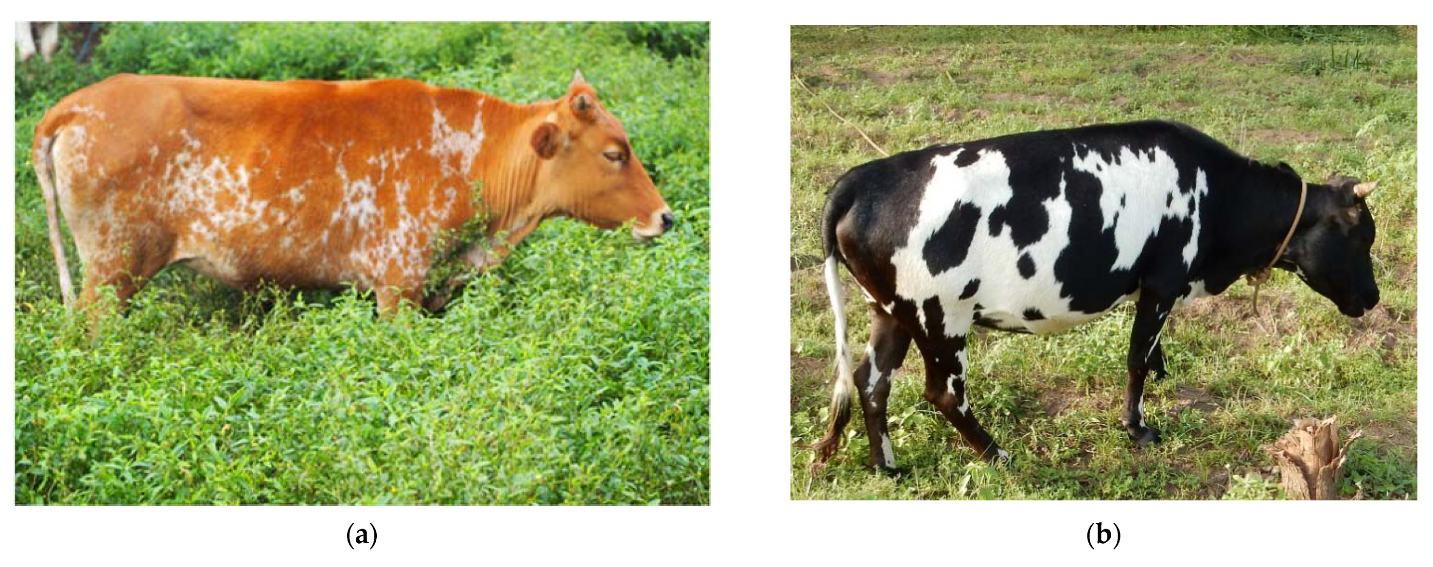 Sustainability | Free Full-Text | Sustainable Management of Animal Genetic Resources to Improve Low-Input Livestock Production: Insights into Local Beninese Cattle Populations Sustainability | Free Full-Text | Sustainable Management of Animal Genetic Resources to Improve Low-Input Livestock Production: Insights into Local Beninese Cattle Populations
