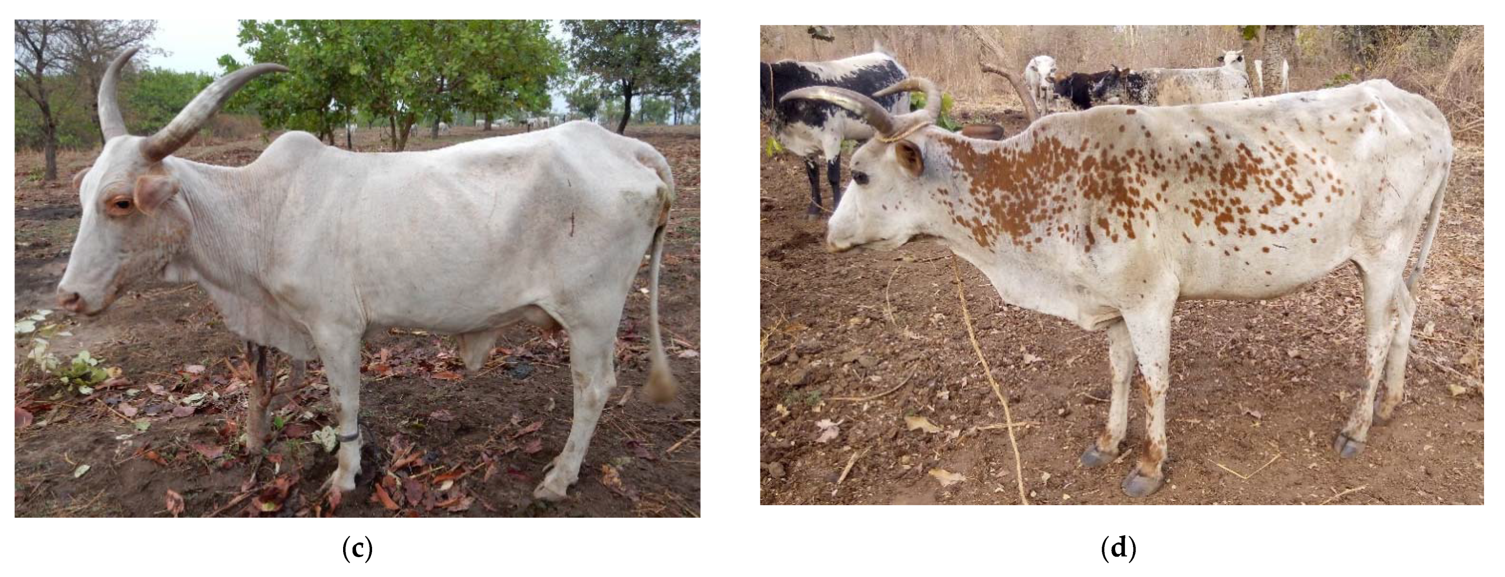 Sustainability 13 09874 g001b