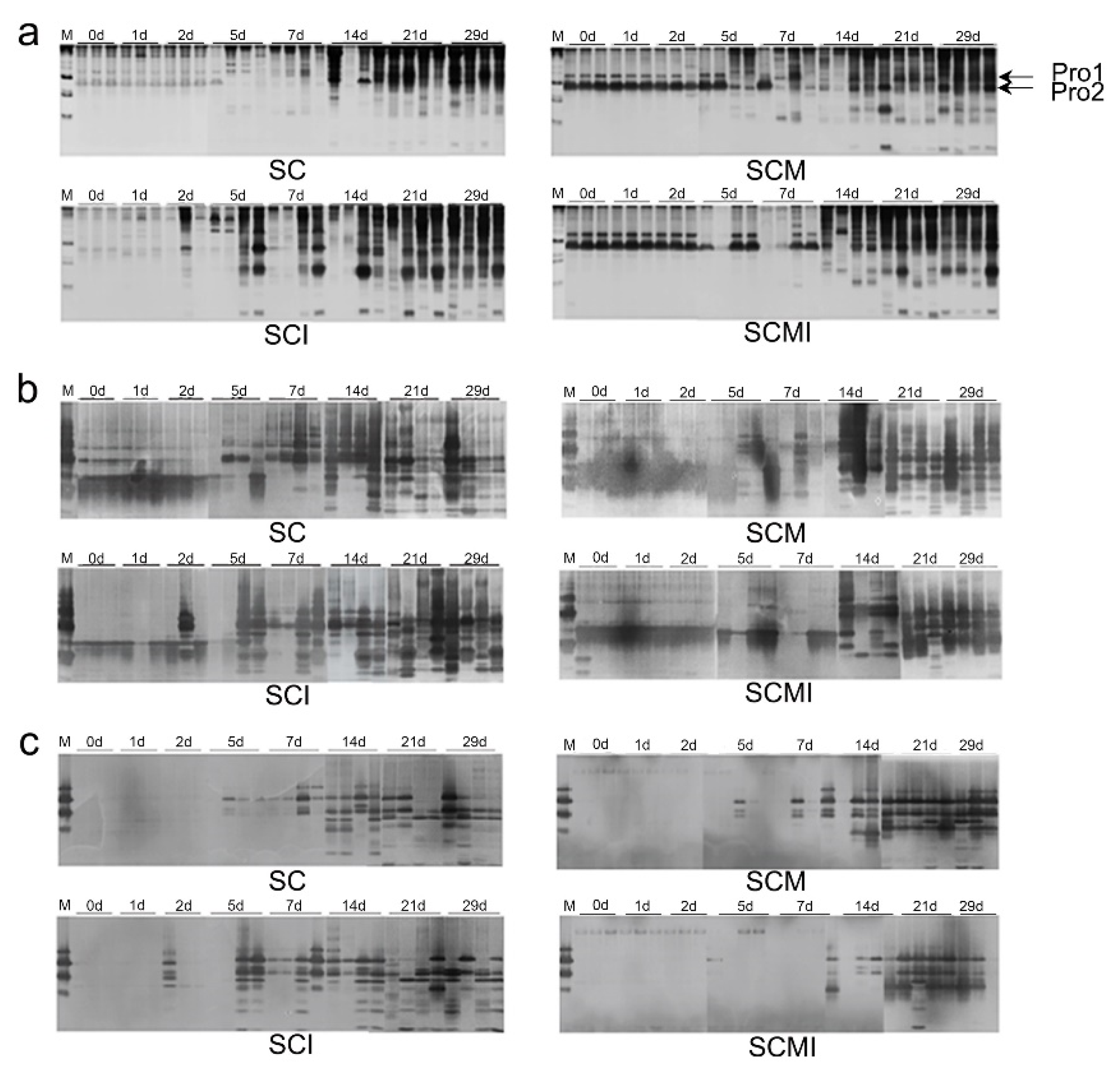 Sustainability | Free Full-Text | Planifilum fulgidum Is the 