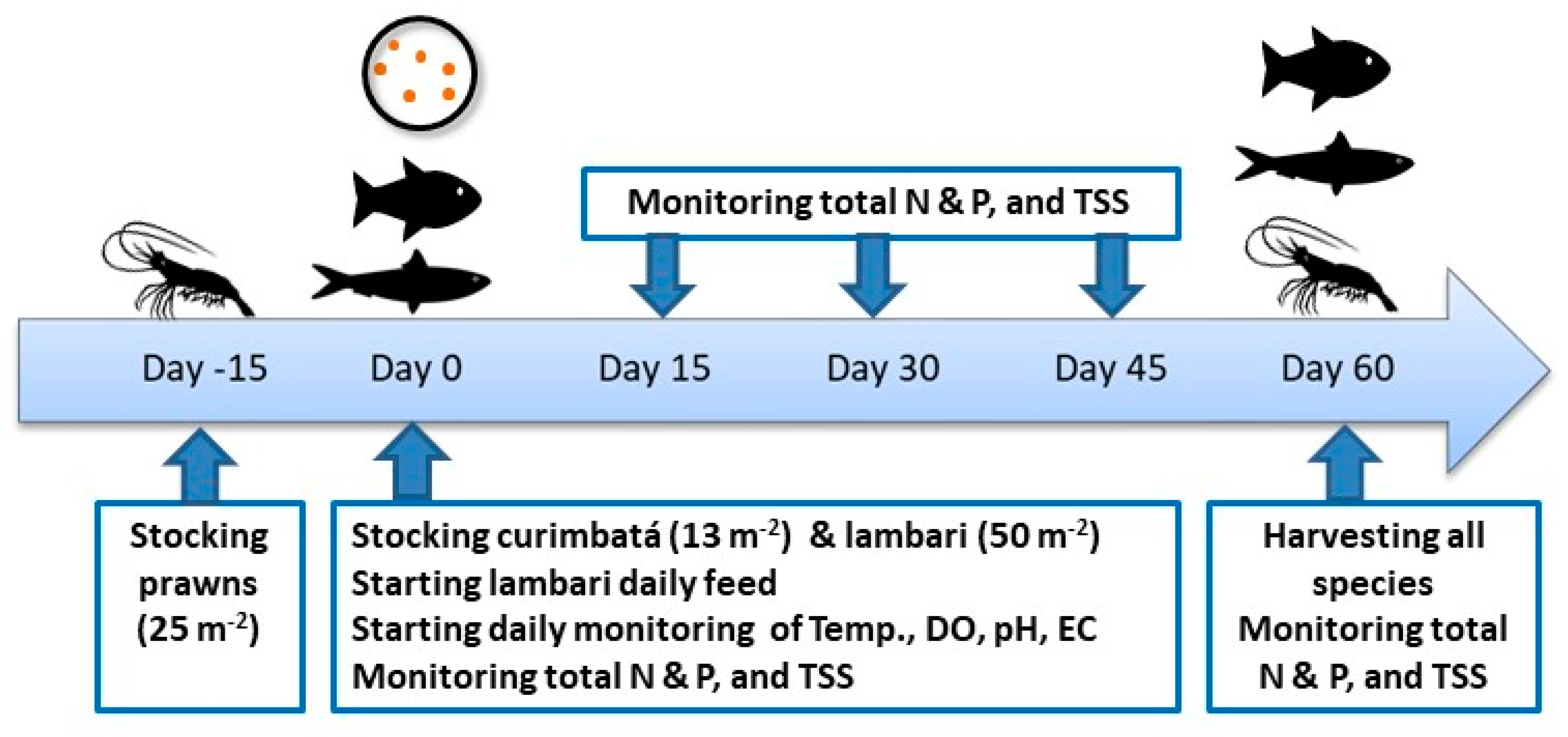 Sustainability Free Full Text Improving The Efficiency Of Lambari Production And Diet Assimilation Using Integrated Aquaculture With Benthic Species Html Sustainability Free Full Text Improving The Efficiency Of Lambari Production And Diet Assimilation Using Integrated Aquaculture With Benthic Species Html