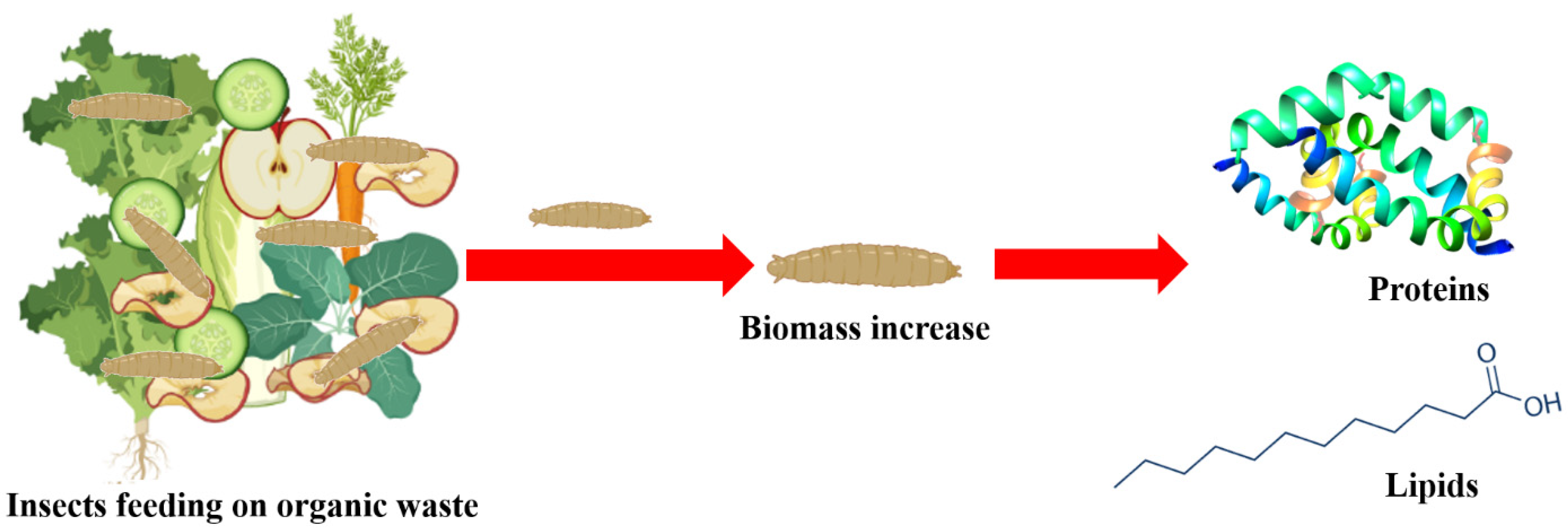 Sustainability | Free Full-Text | Lipids from Hermetia illucens, an  Innovative and Sustainable Source