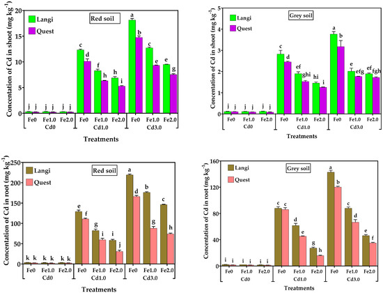 Influence of Iron Plaque on Accumulation and Translocation of Cadmium ...