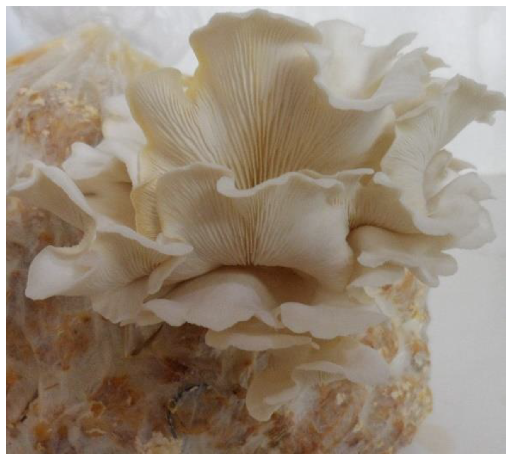 Sustainability 13 10765 g002