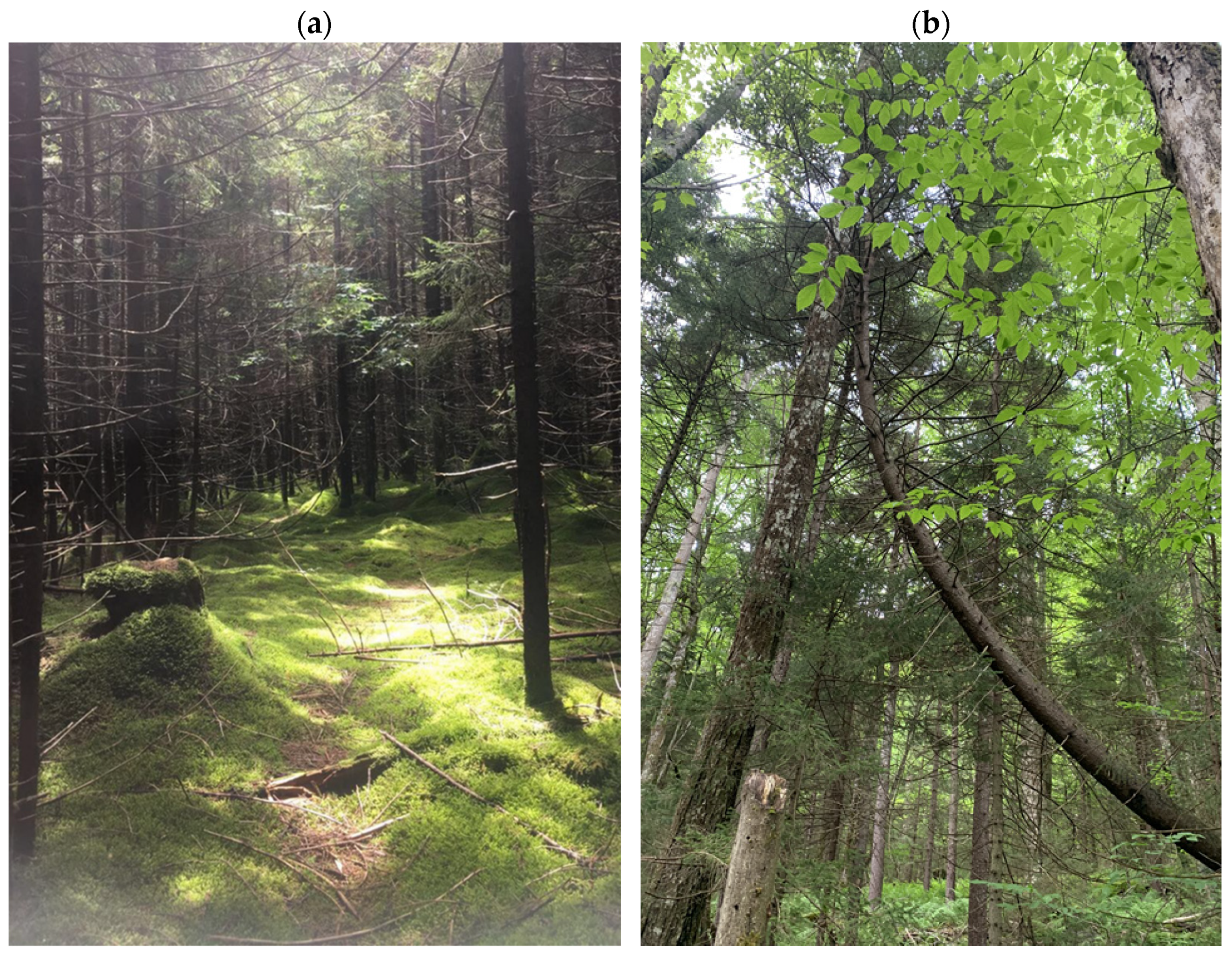 Sustainability 13 10871 g002