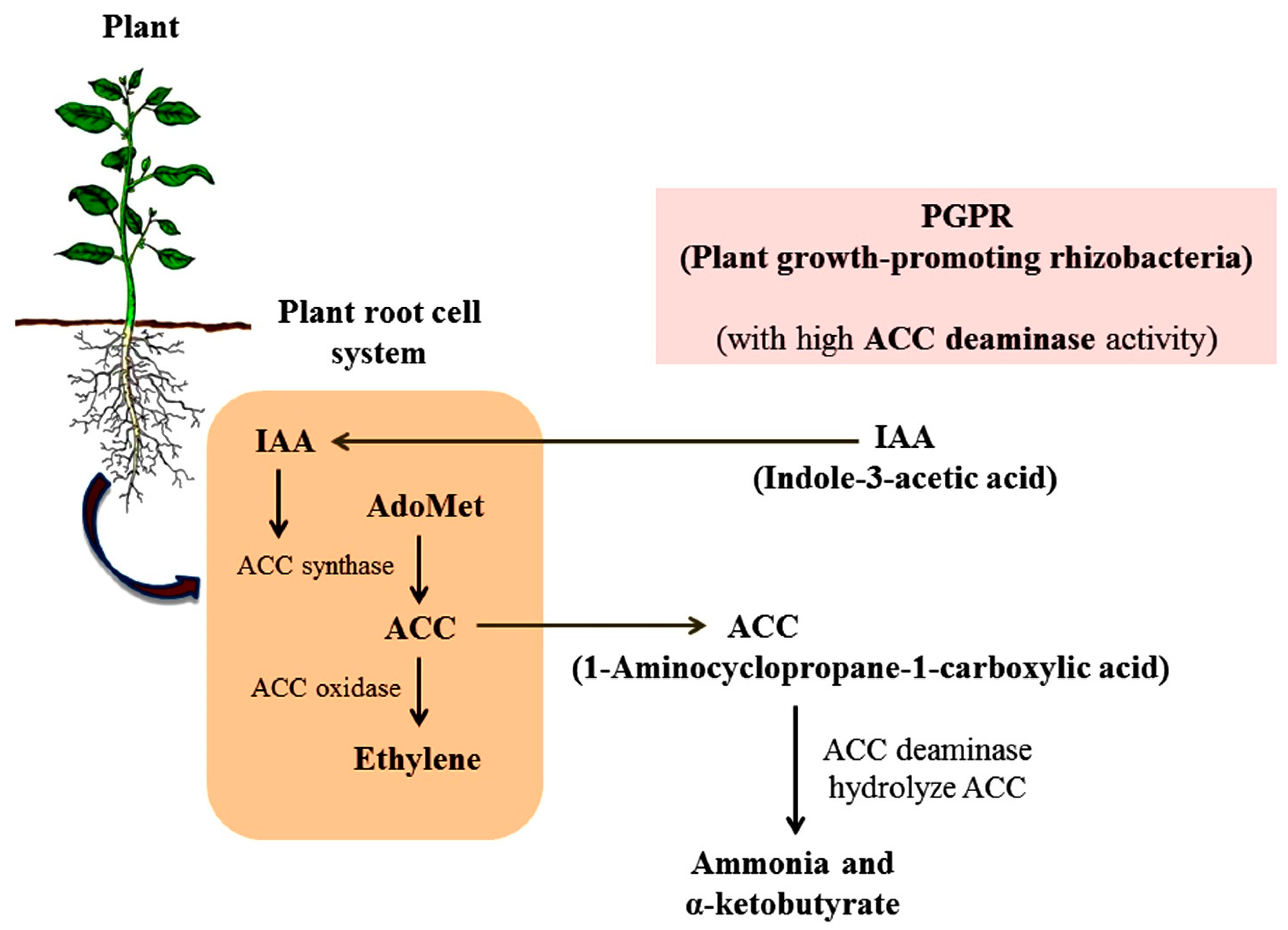 Sustainability 13 10986 g002