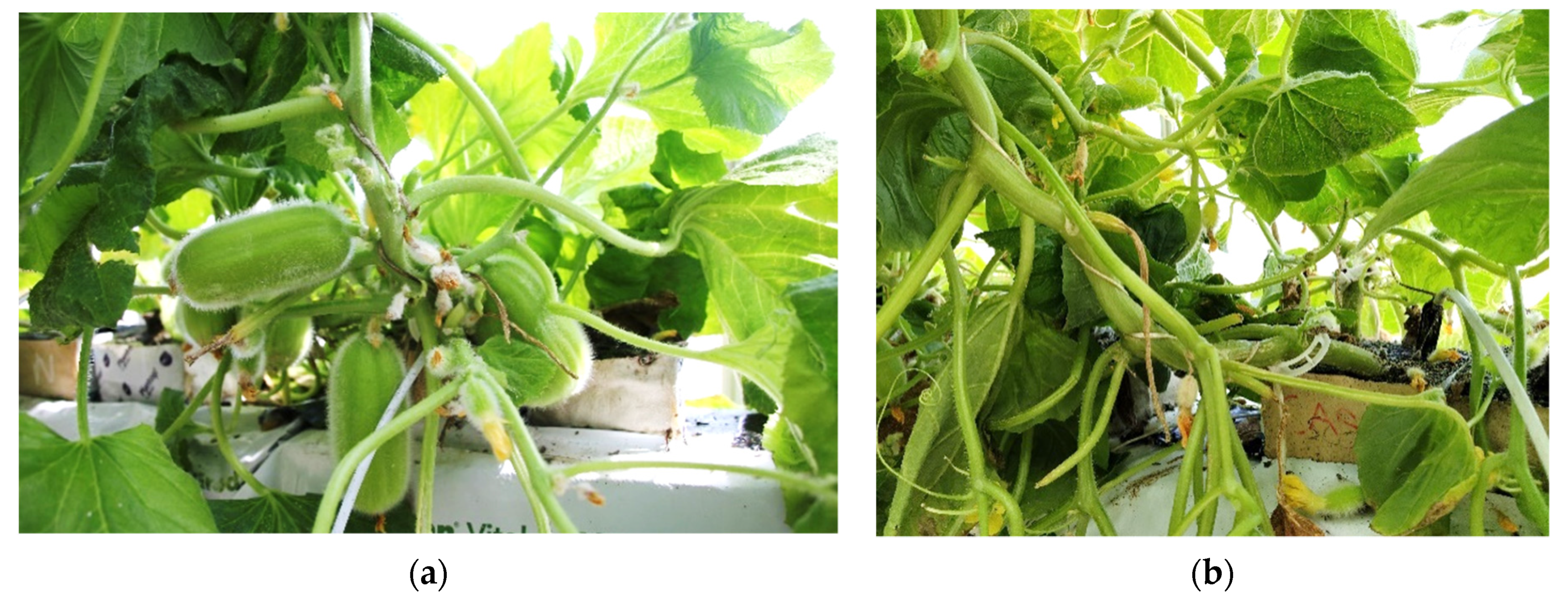 Sustainability 13 11425 g003 550