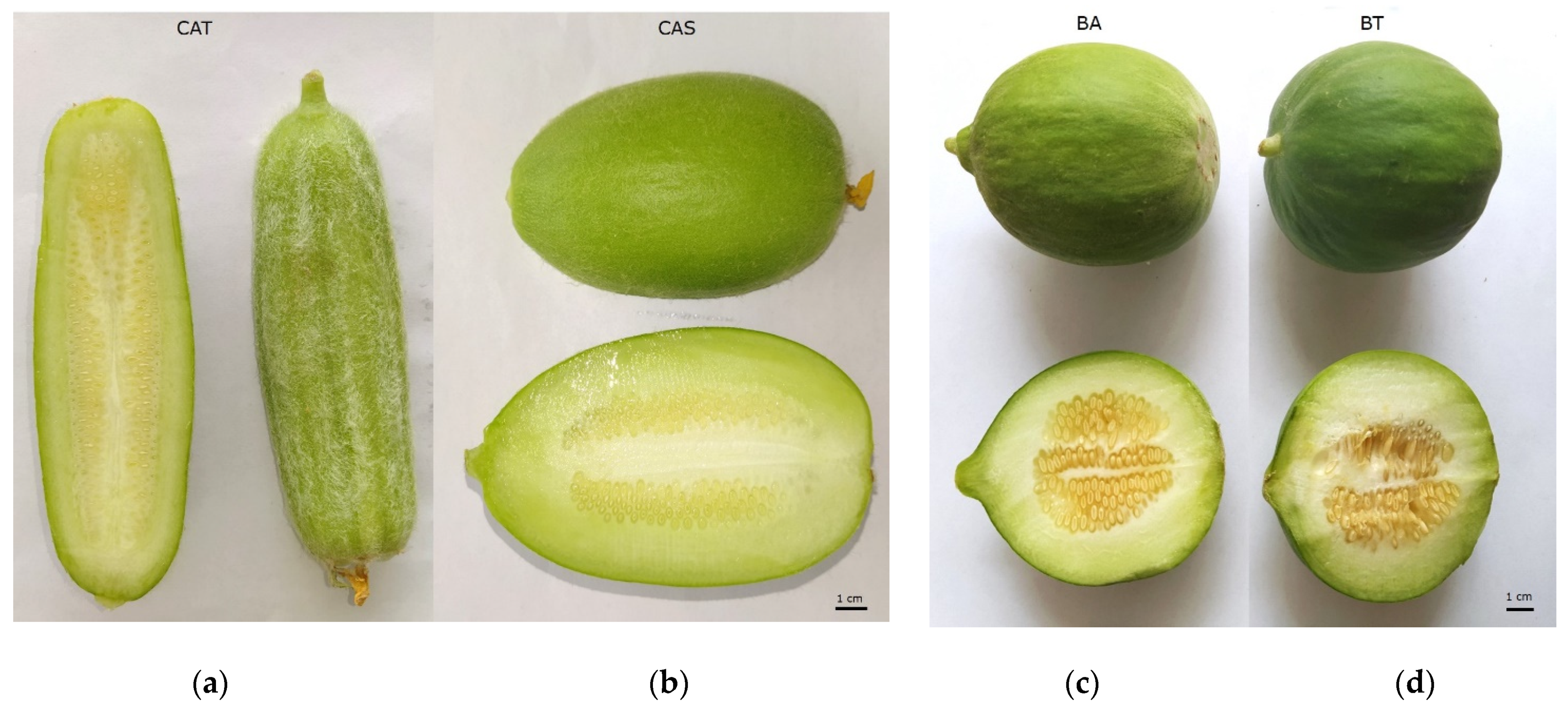 Sustainability 13 11425 g008 550