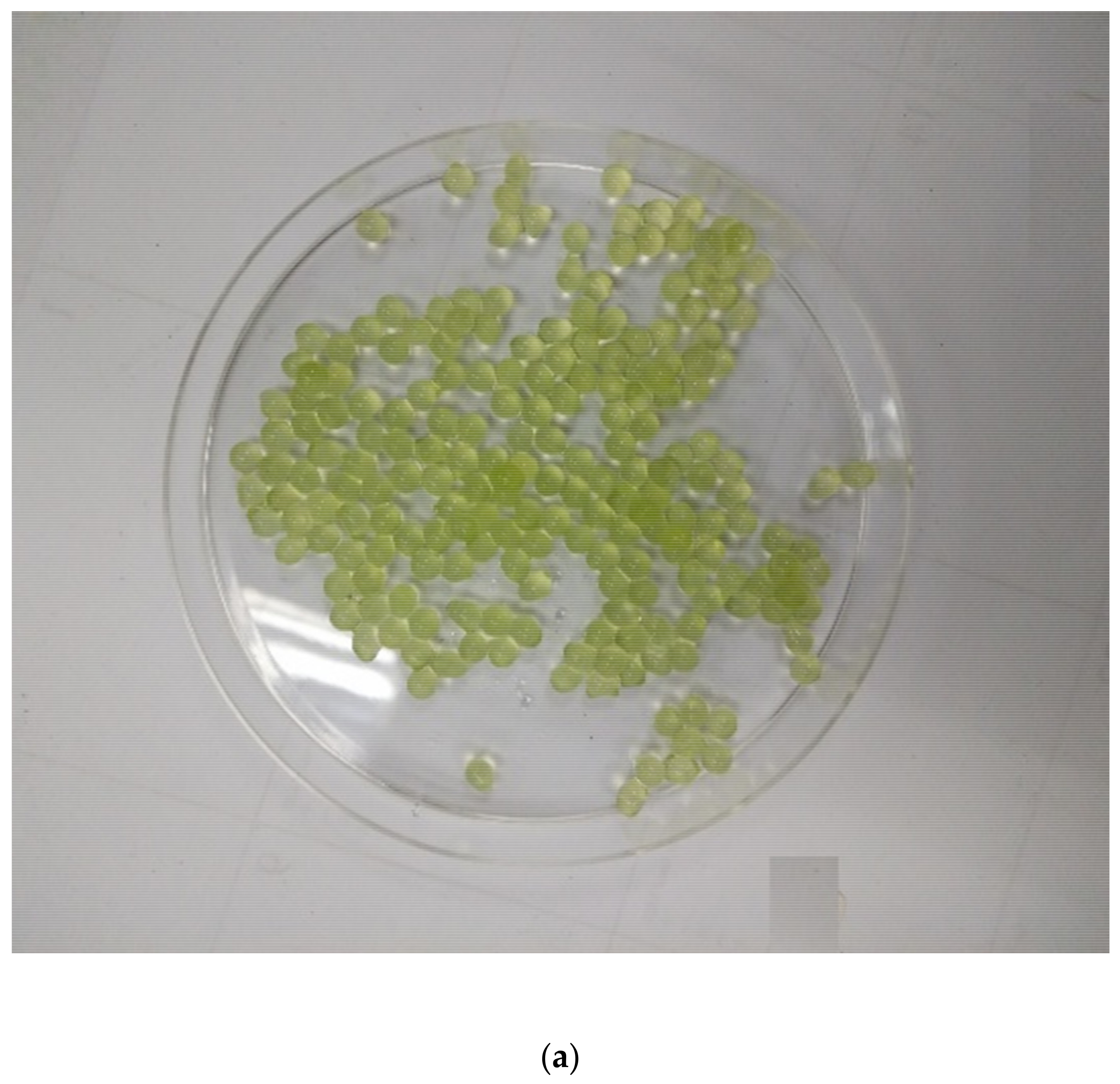 Sustainability 13 11562 g003a