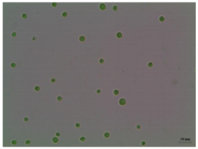 Sustainability 13 11562 i001