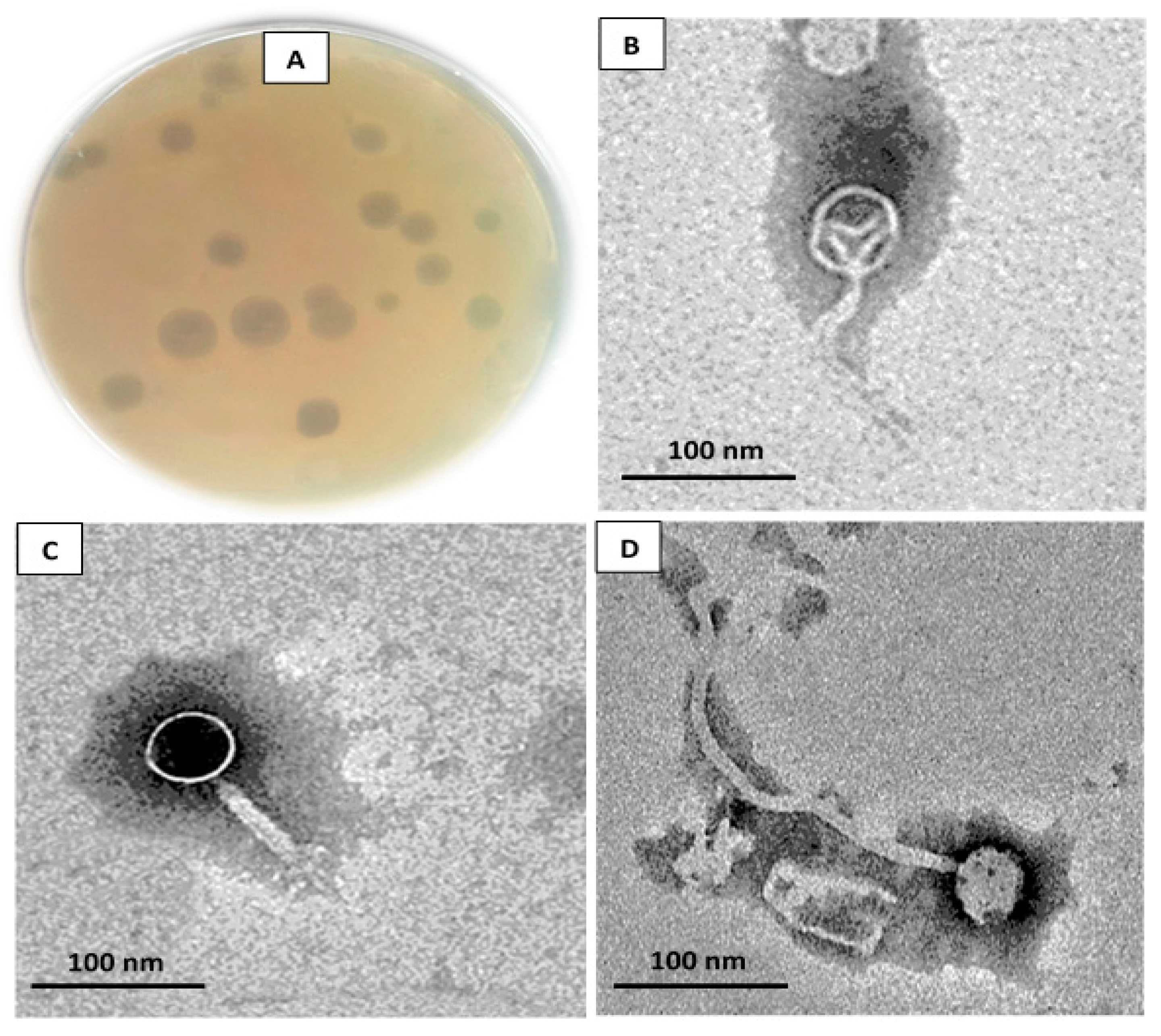 Sustainability 13 11602 g001