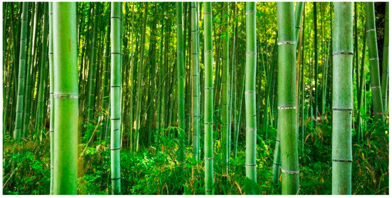 Sustainability | Free Full-Text | Bamboos: From Bioresource to ...