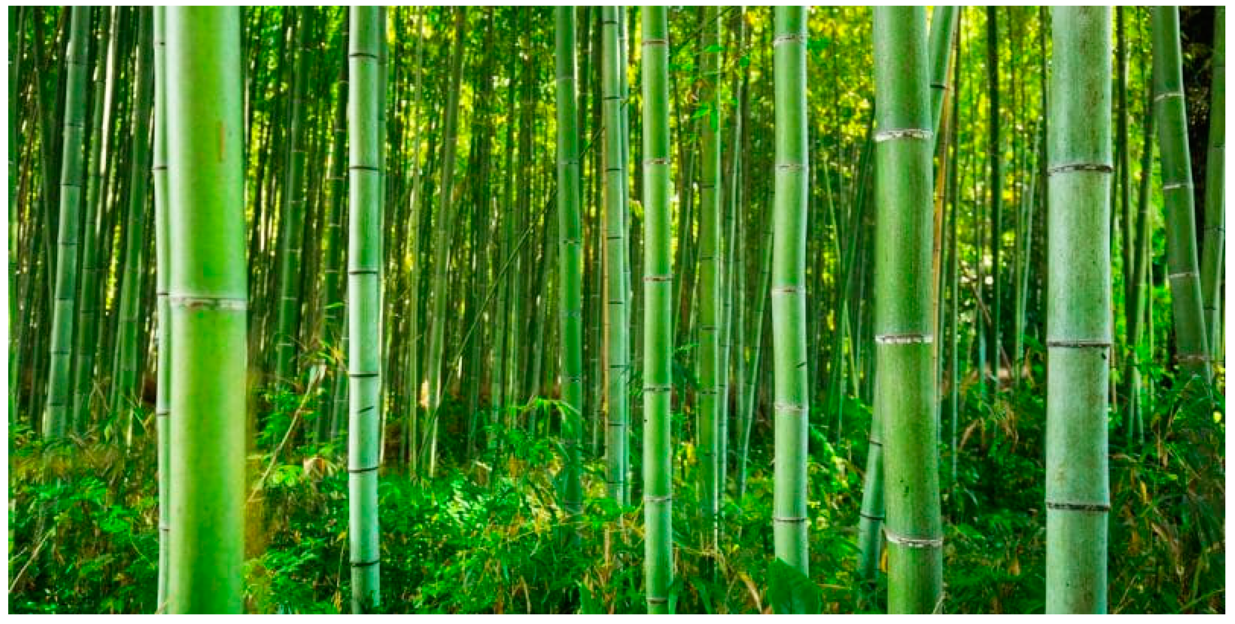 MP SCENERY 5 Bamboo Trees HO Scale Railroad Layout Architectural Bamboo Tree 