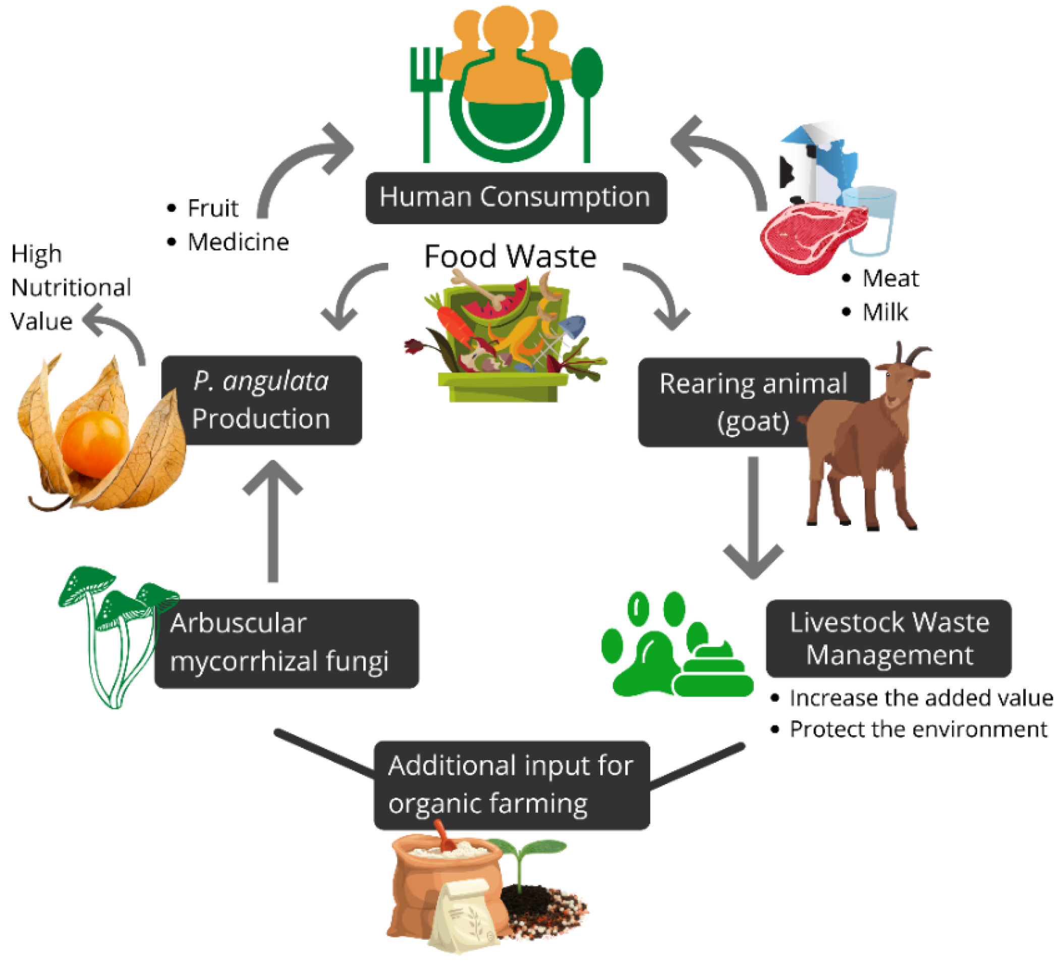 Sustainability | Free Full-Text | Alternatives for Circular Bioeconomy in Organic Farming under Excessive Nutrients (Goat manure and Arbuscular Mycorrhizal Fungi): A Case Study in Indonesia Sustainability | Free Full-Text | Alternatives for Circular Bioeconomy in Organic Farming under Excessive Nutrients (Goat manure and Arbuscular Mycorrhizal Fungi): A Case Study in Indonesia