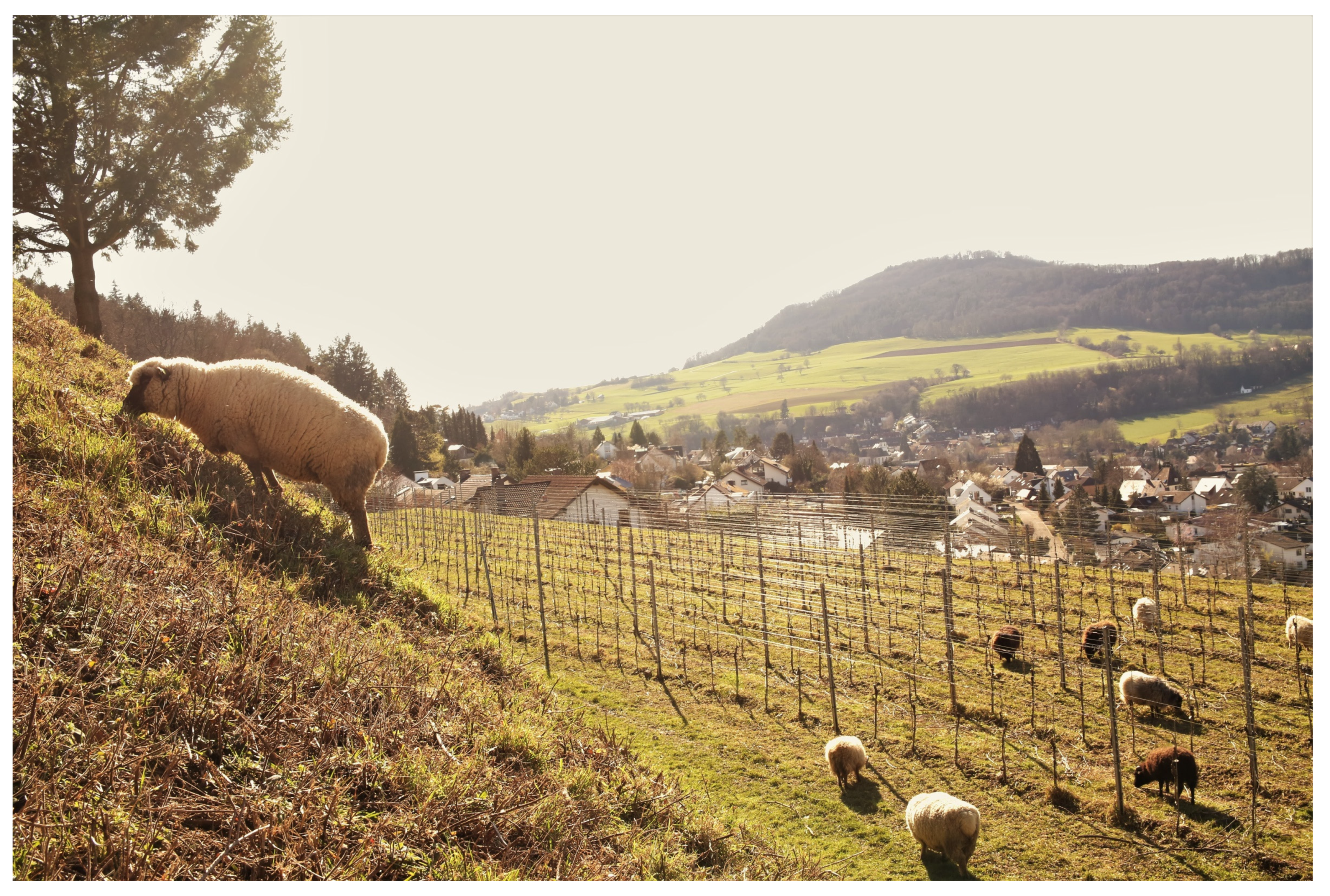 Sustainability 13 12340 g007 550