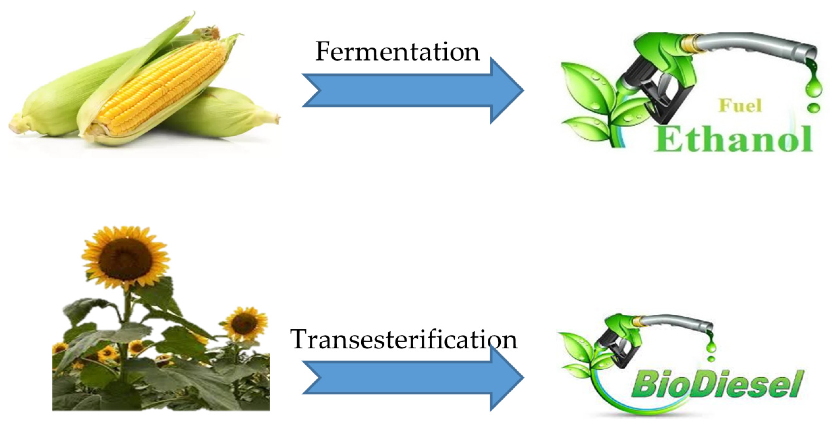 Sustainability Free FullText Role of Biofuels in Energy Transition, Green Economy and