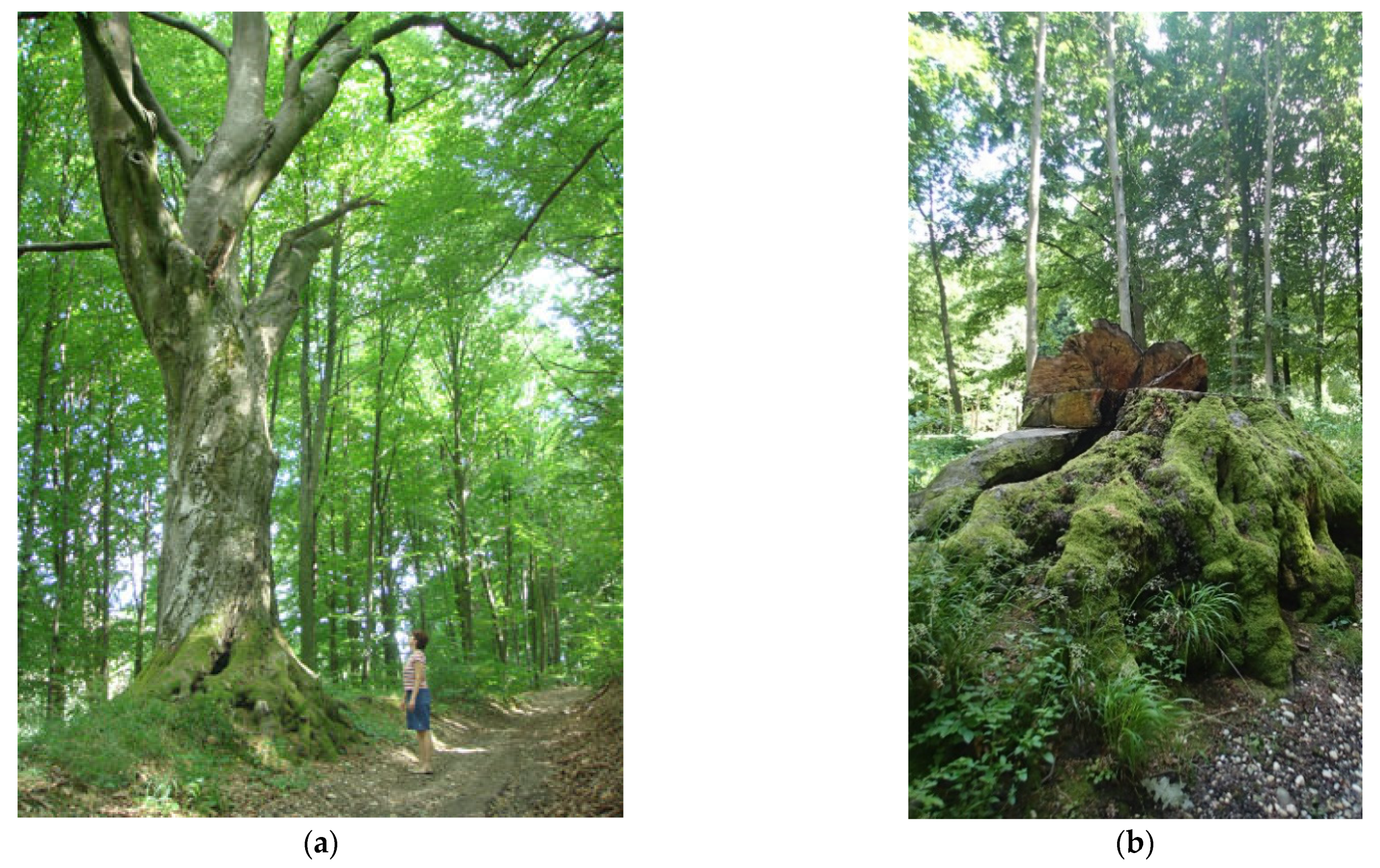 Sustainability 13 12803 g007 550