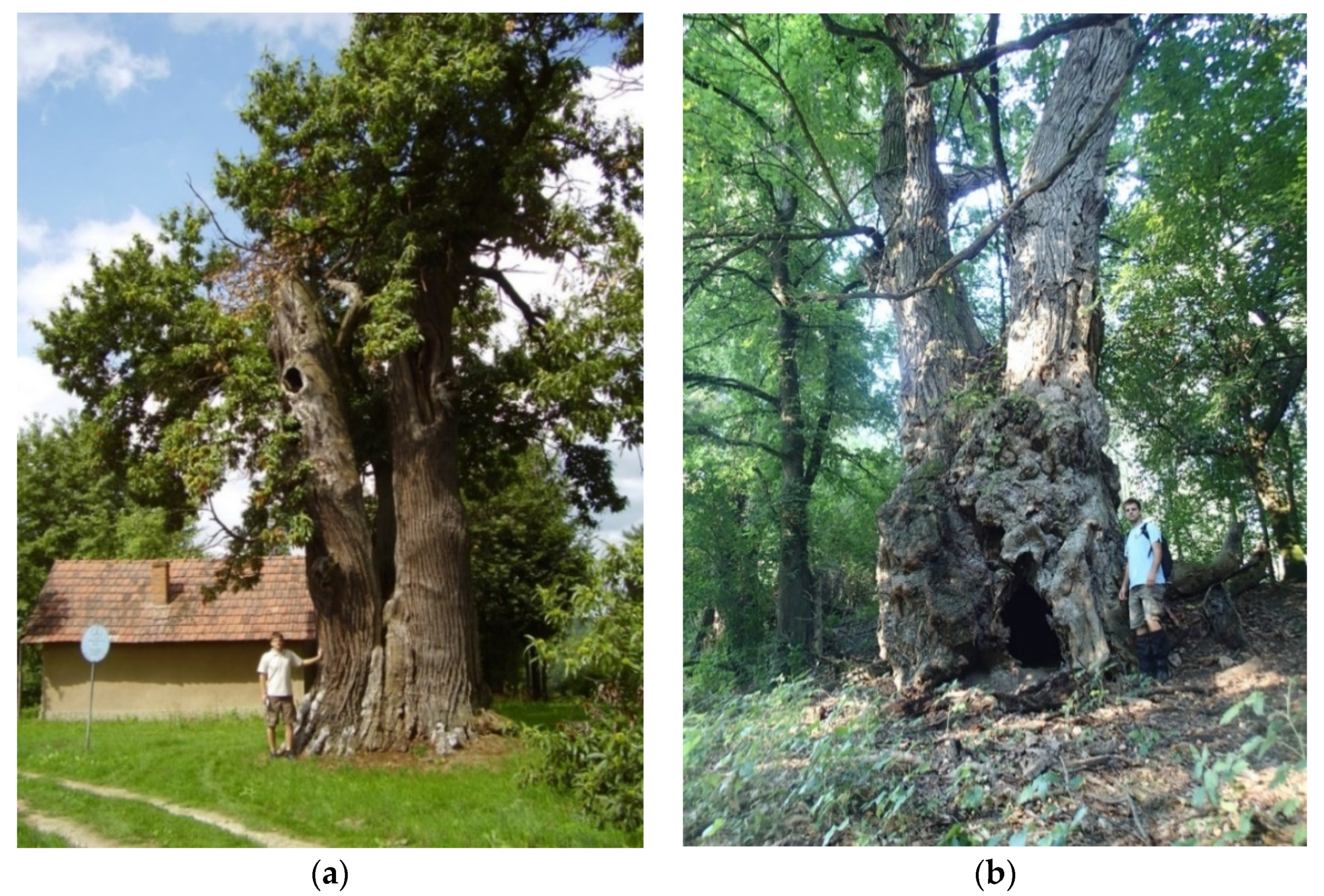 Sustainability 13 12803 g012 550