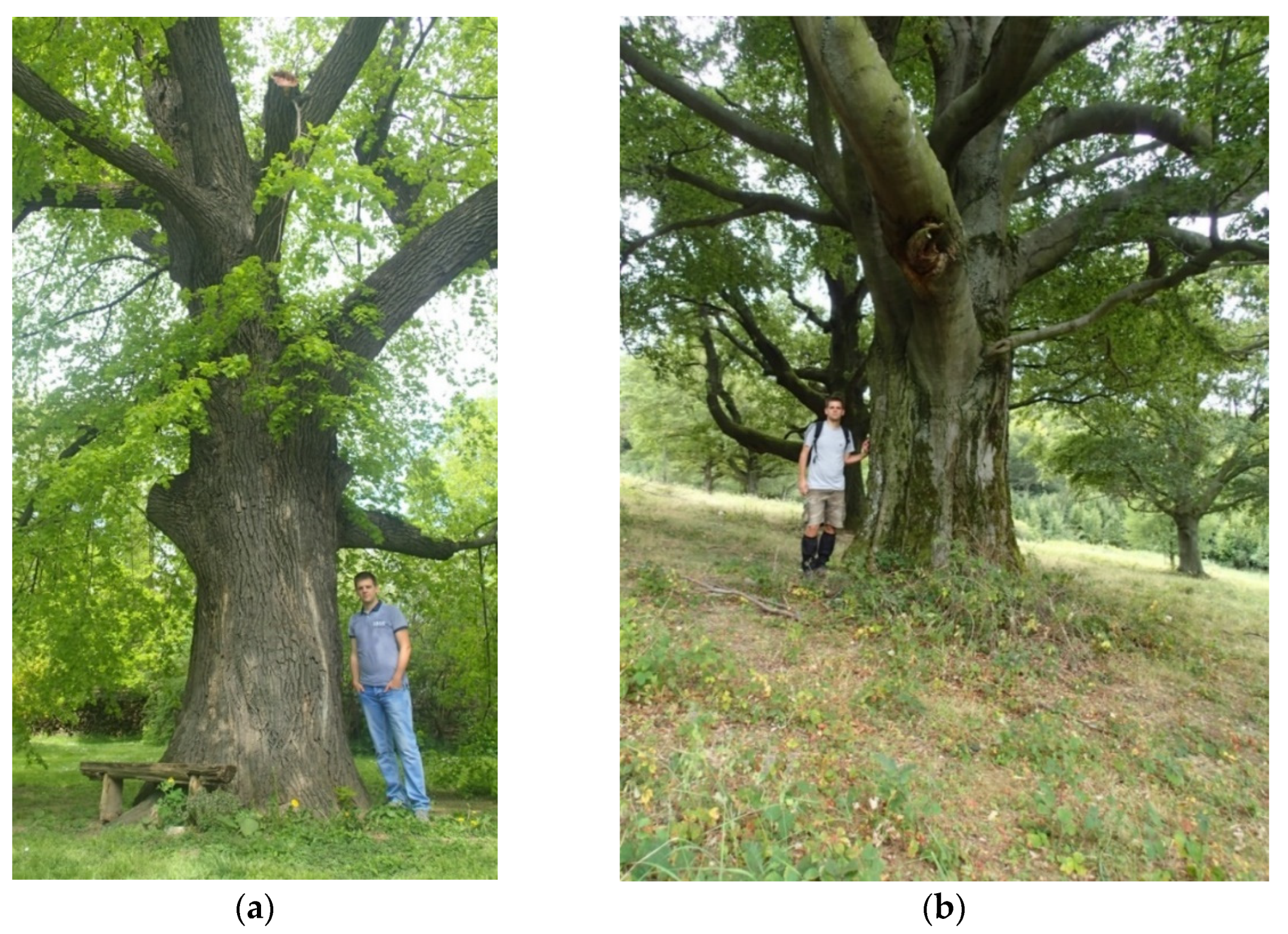 Sustainability 13 12803 g013 550