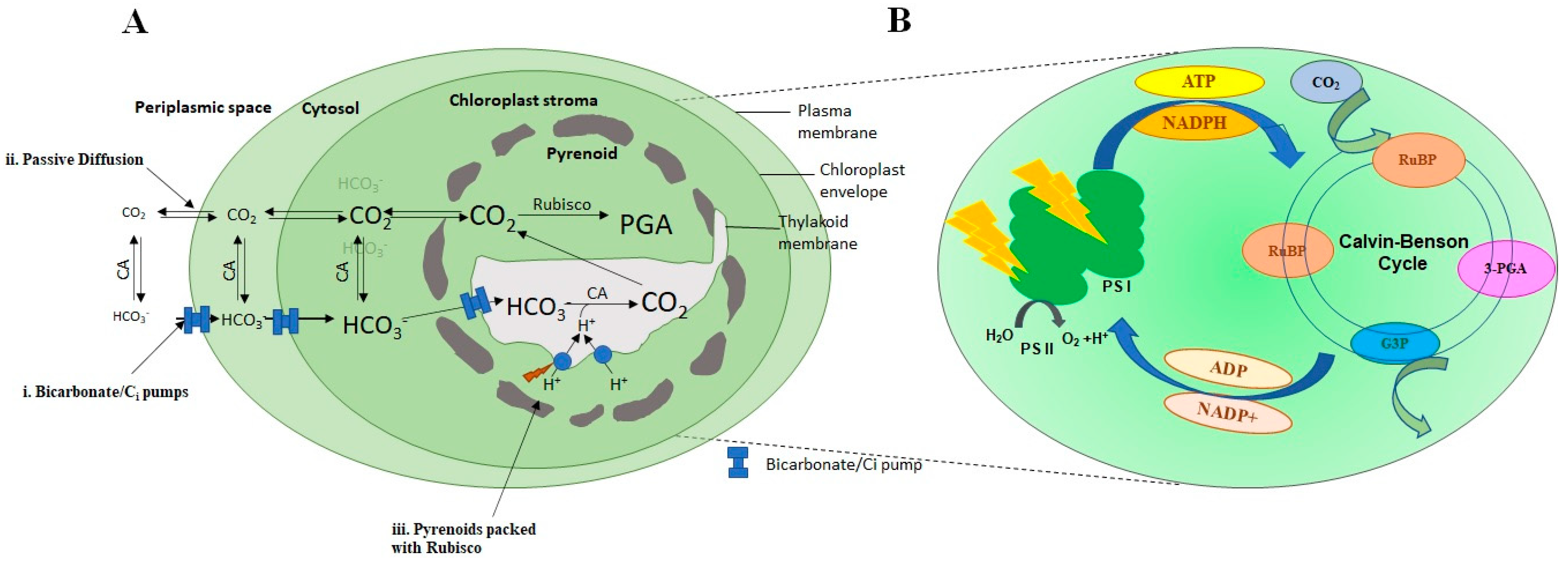 Sustainability Free FullText Role of Microalgae in Global CO2