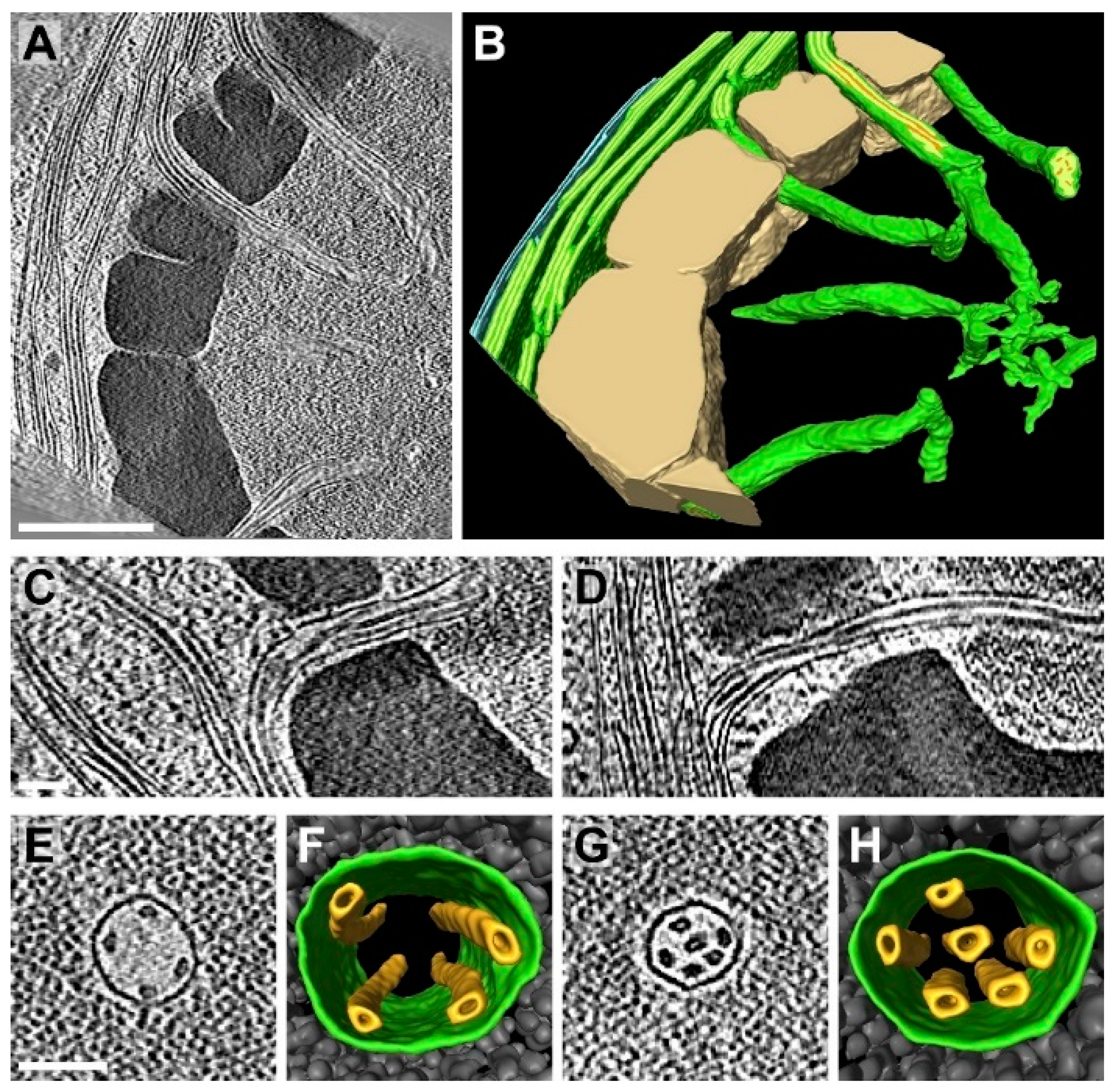 Sustainability 13 13061 g002 Sustainability 13 13061 g002