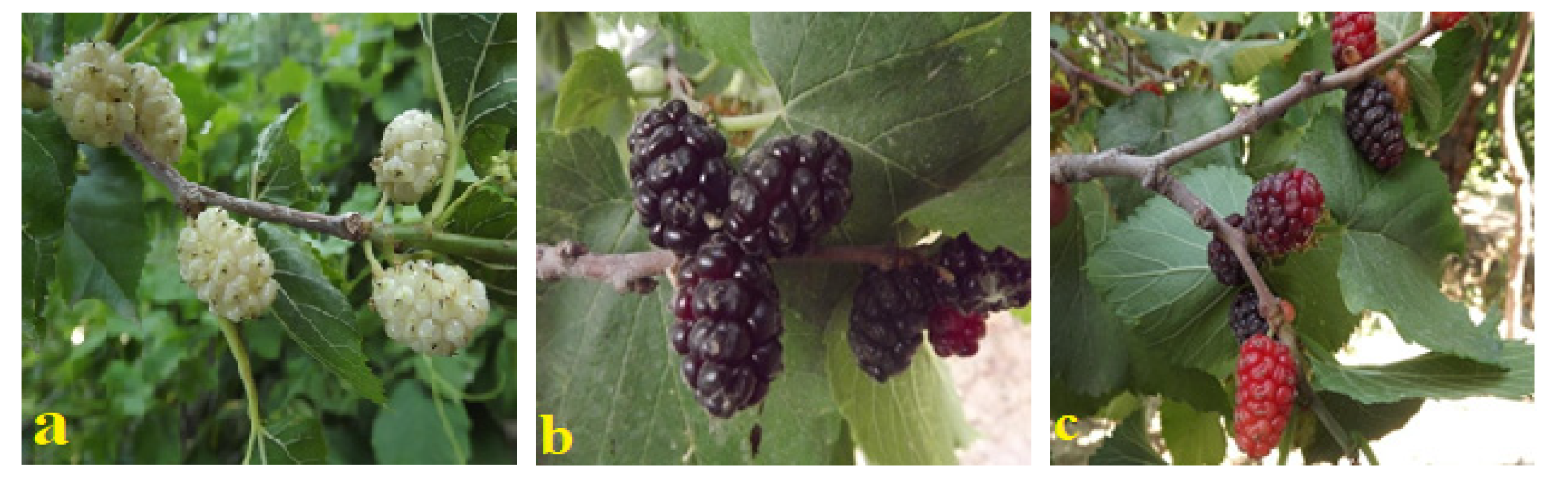 Sustainability 13 13507 g002 550