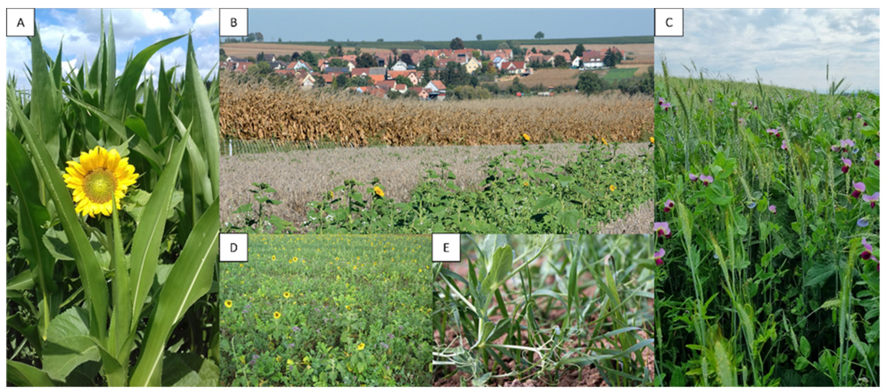 Sustainability 13 13521 g006 Sustainability 13 13521 g006