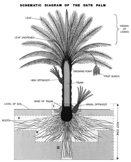 Livhil 20 Pcs Coconut Palm Model Trees, Scenery Model Plastic