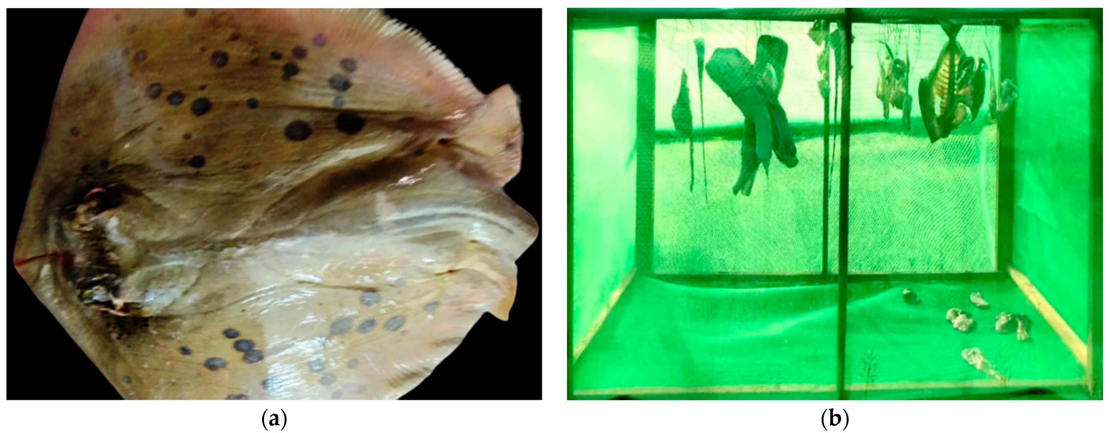 Sustainability 14 01203 g001 550