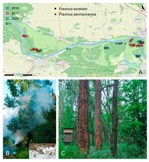 Frontiers  Contrasting Impacts of Climate Warming on Coastal Old-Growth  Tree Species Reveal an Early Warning of Forest Decline