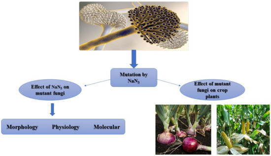Sustainability | Free Full-Text | Characterization of Mutant Aspergillus  niger and the Impact on Certain Plants