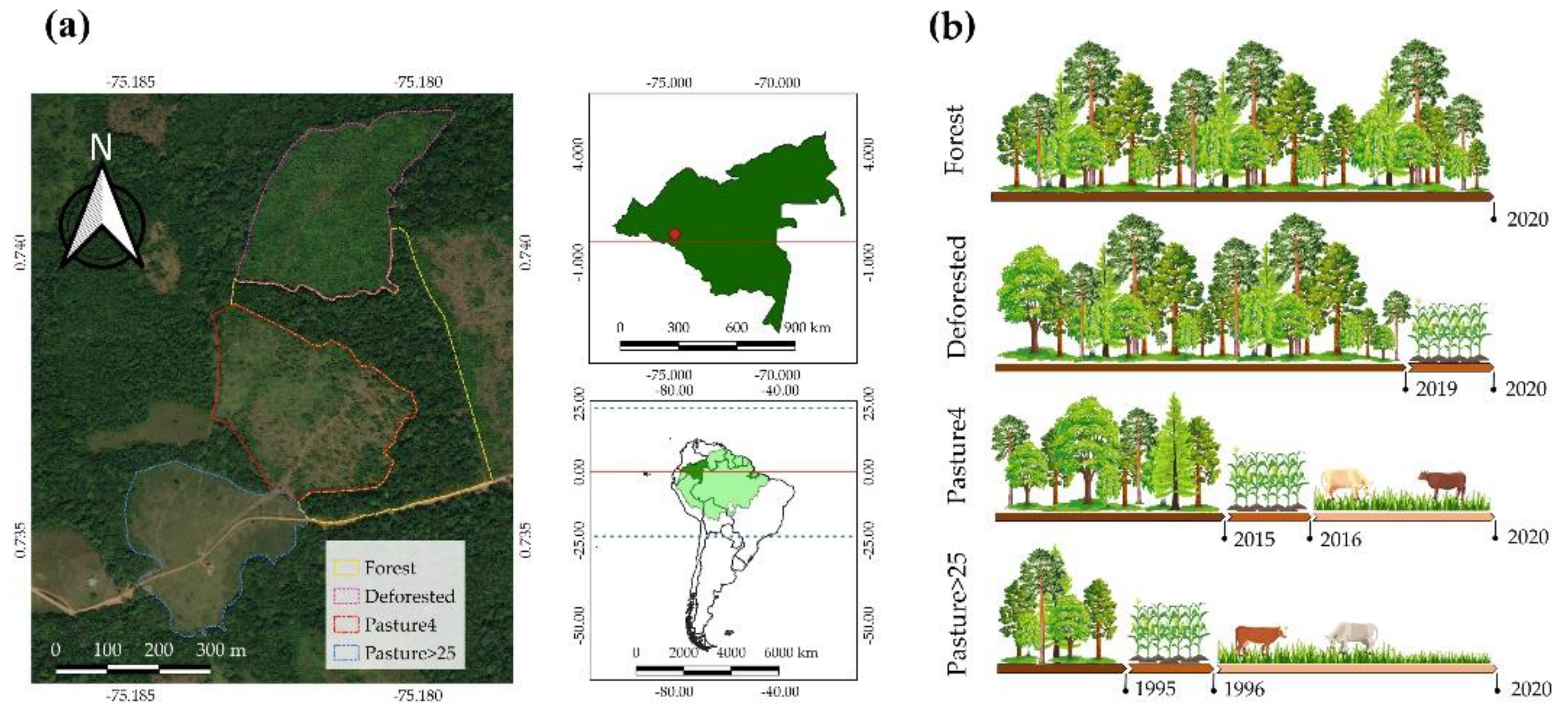 Plastic responses of below‐ground foraging traits to soil phosphorus‐rich  patches across 17 coexisting AM tree species in a subtropical forest - Zhu  - 2023 - Journal of Ecology - Wiley Online Library