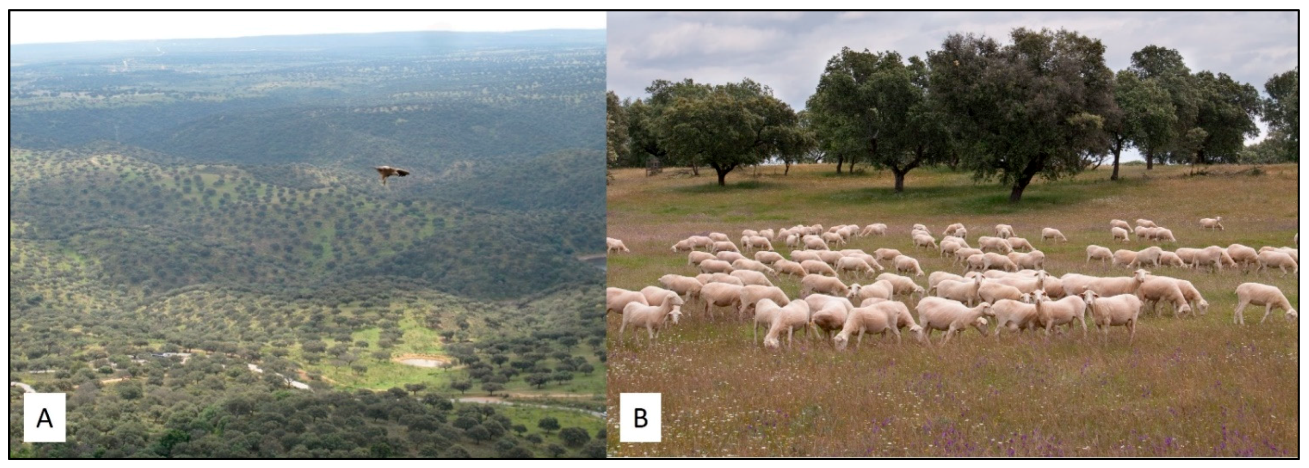 Sustainability 14 02345 g001