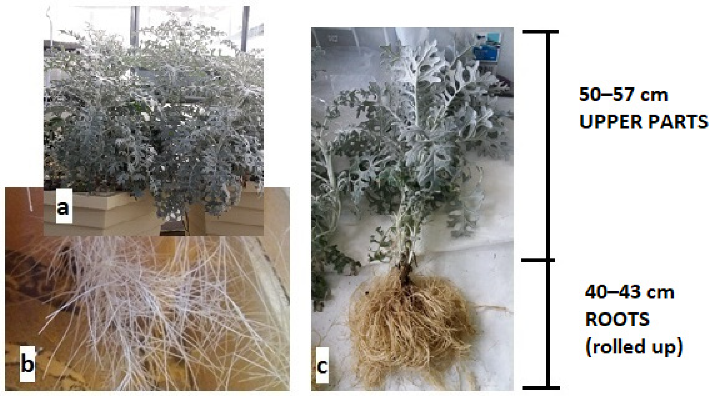 Sustainability 14 02421 g003 550