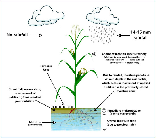 MUSA FERTILIZER 10 LBS Soluble Potassium Micro Nutrients Nitrogen FREE SHIPPING MUSA FERTILIZER 10 LBS Soluble Potassium Micro Nutrients Nitrogen FREE SHIPPING