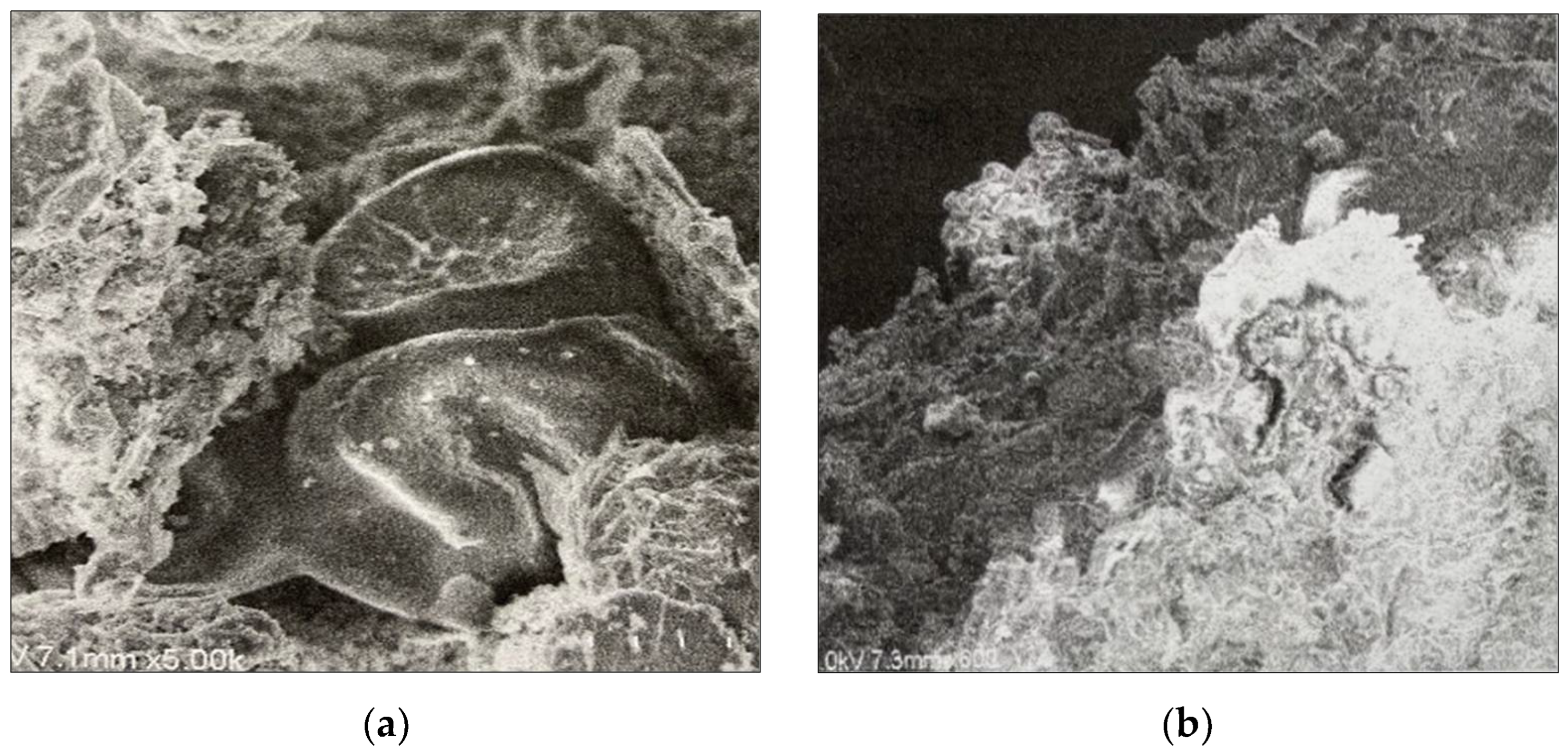 Sustainability 14 03135 g004