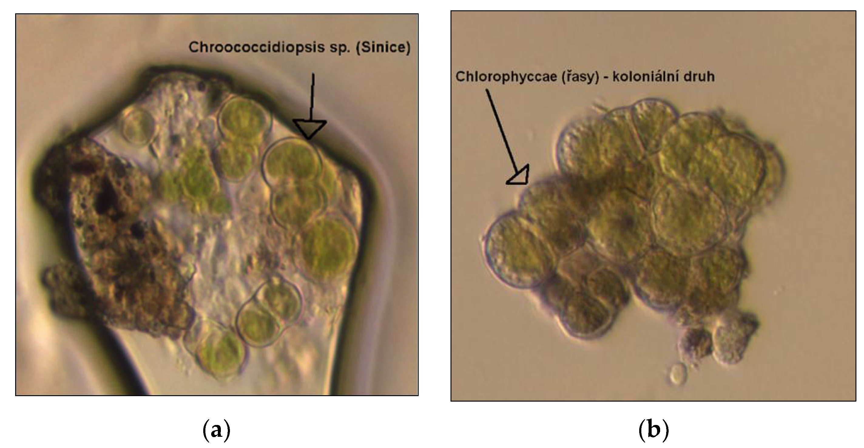 Sustainability 14 03135 g006