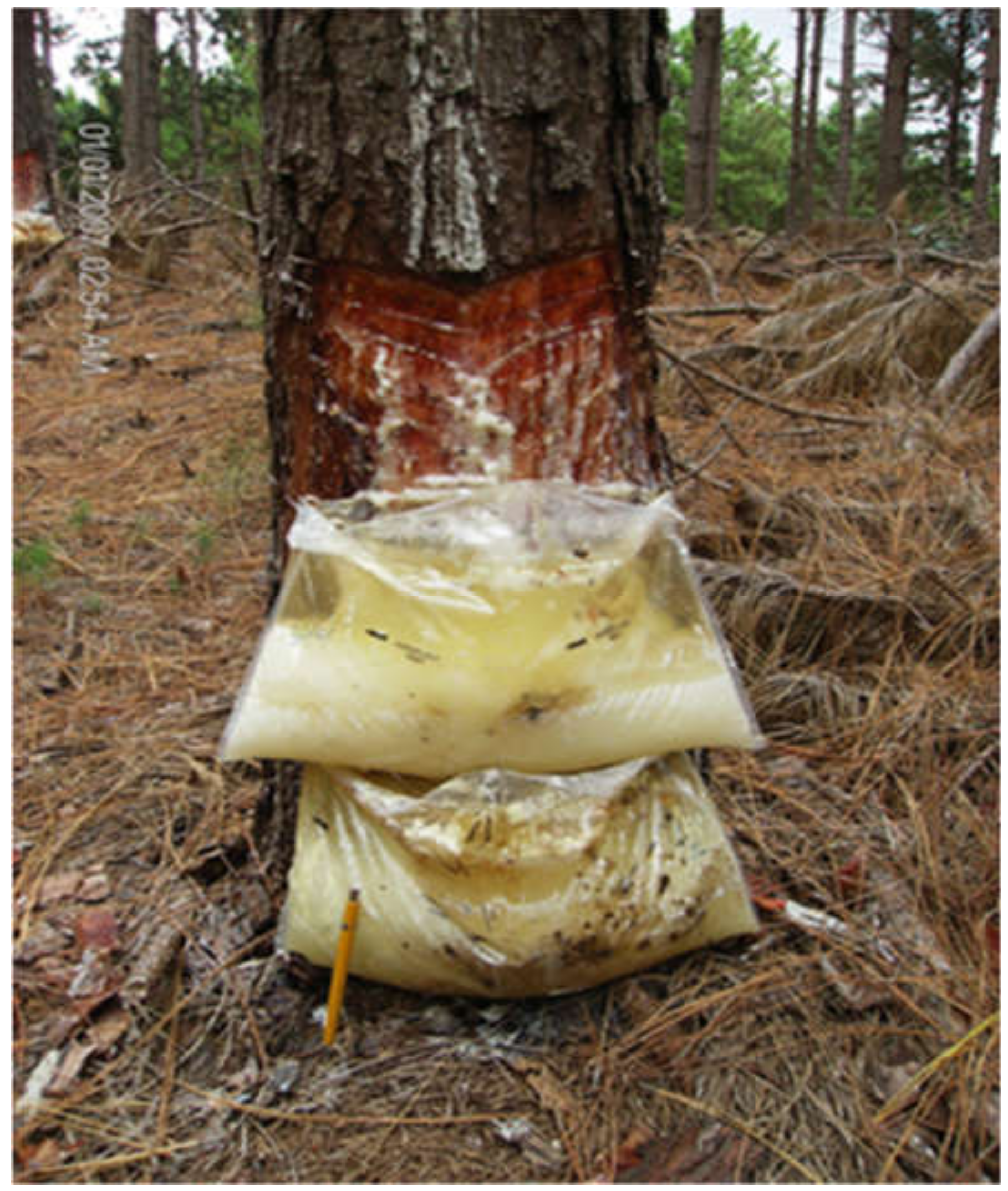 Tree Resin, a Macroergic Source of Energy, a Possible Tool to 