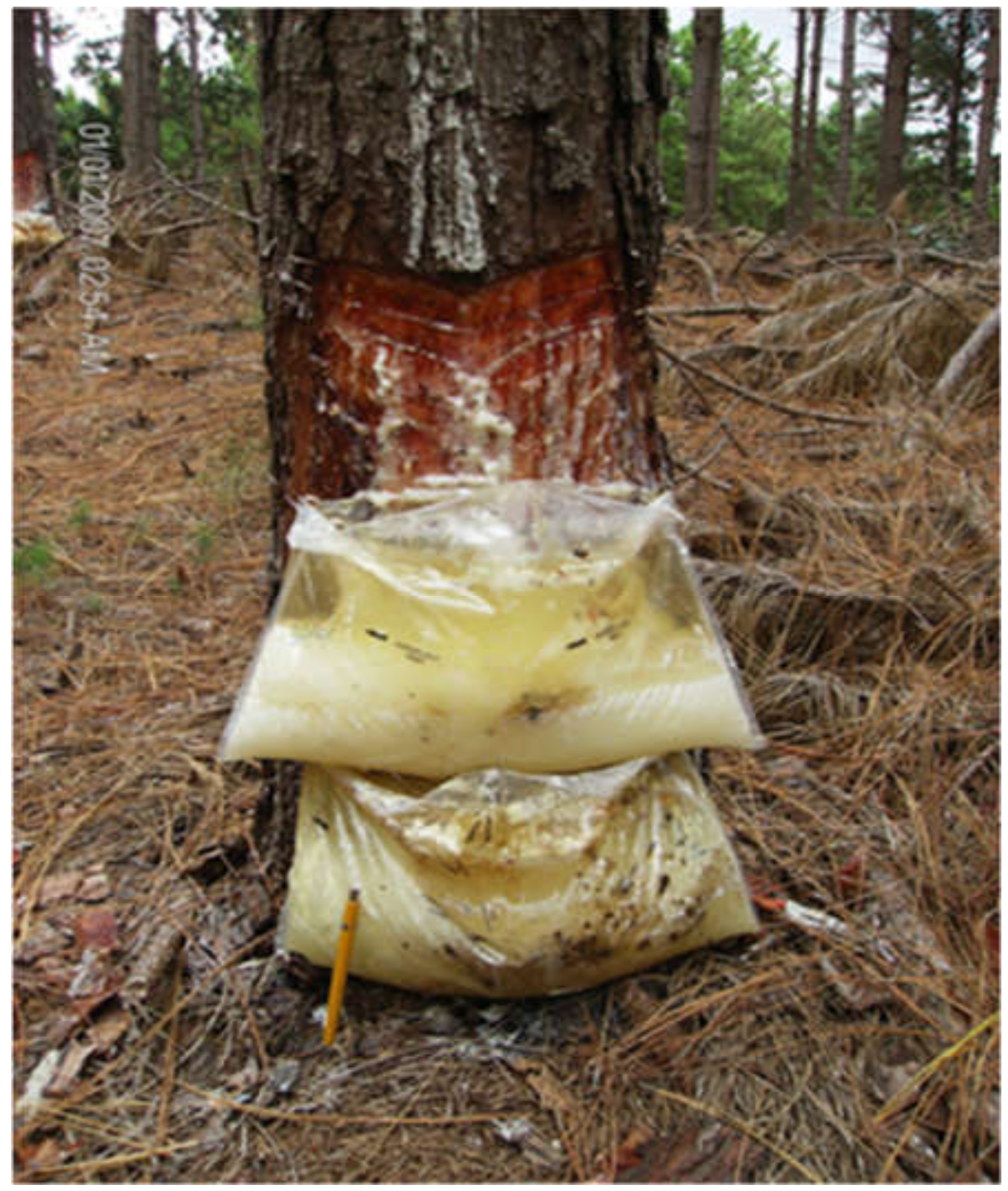 5 Uses for Pine Sap: How to Harvest and Utilize Pine Resin - 2024 -  MasterClass