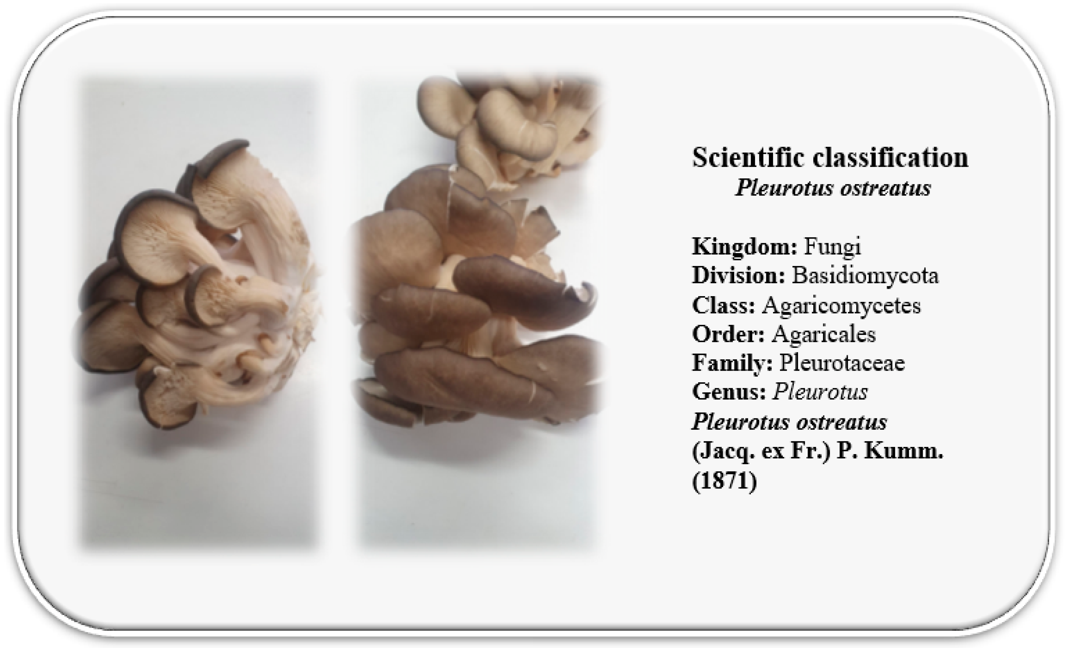 Pleurotus ostreatus Oyster mushroom mycelium dry grain spawn seeds 10 g or 30 g 