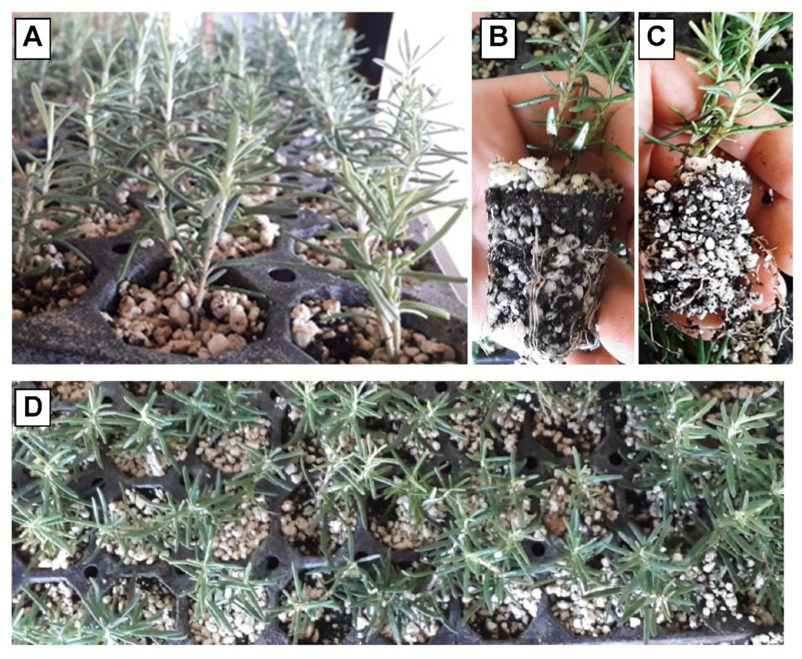 Sustainability 14 04059 g006 Sustainability 14 04059 g006