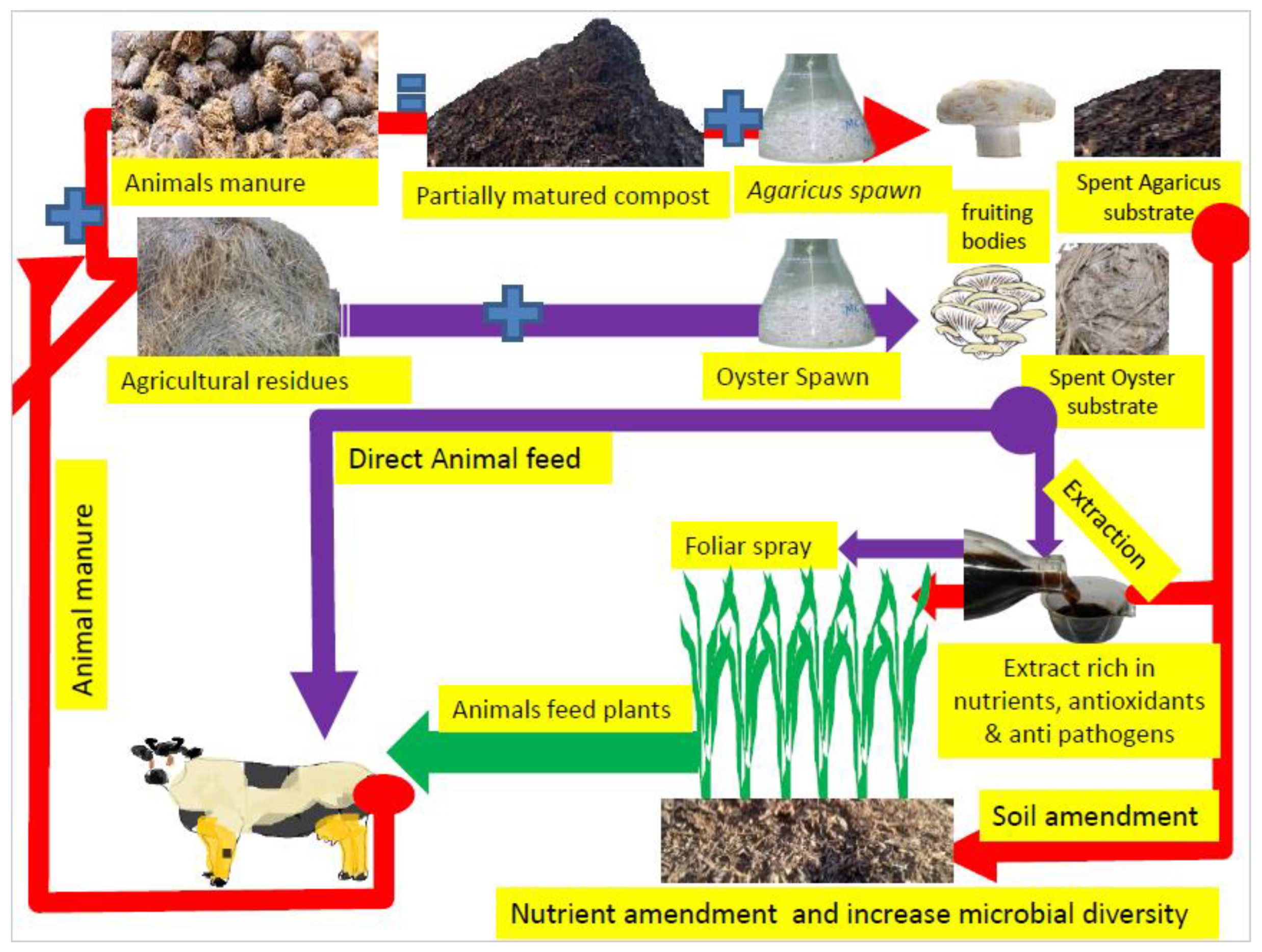 Green Synthesis of Nanoparticles by Mushrooms: A Crucial Dimension 